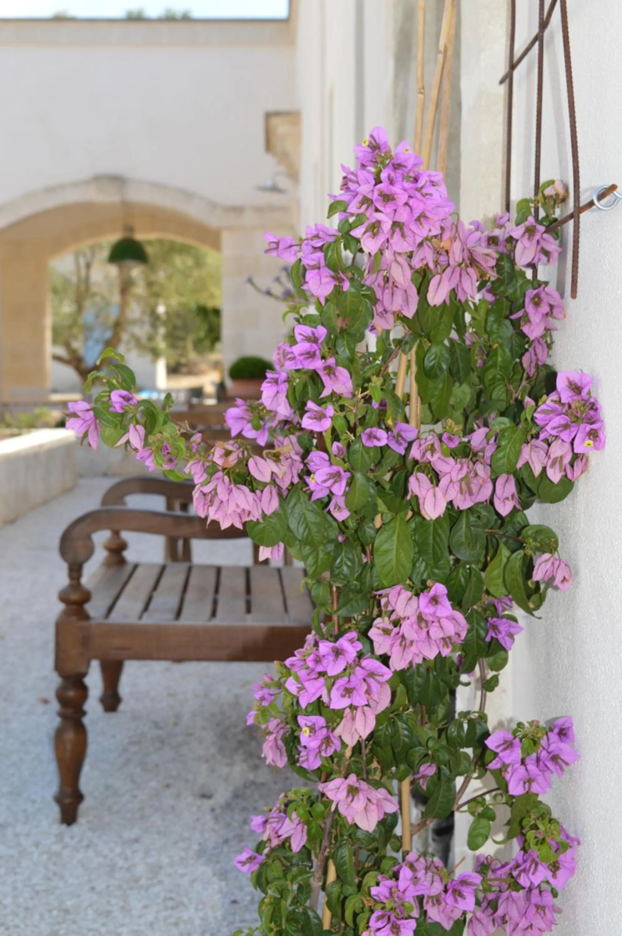 Summer in The Proud Garden