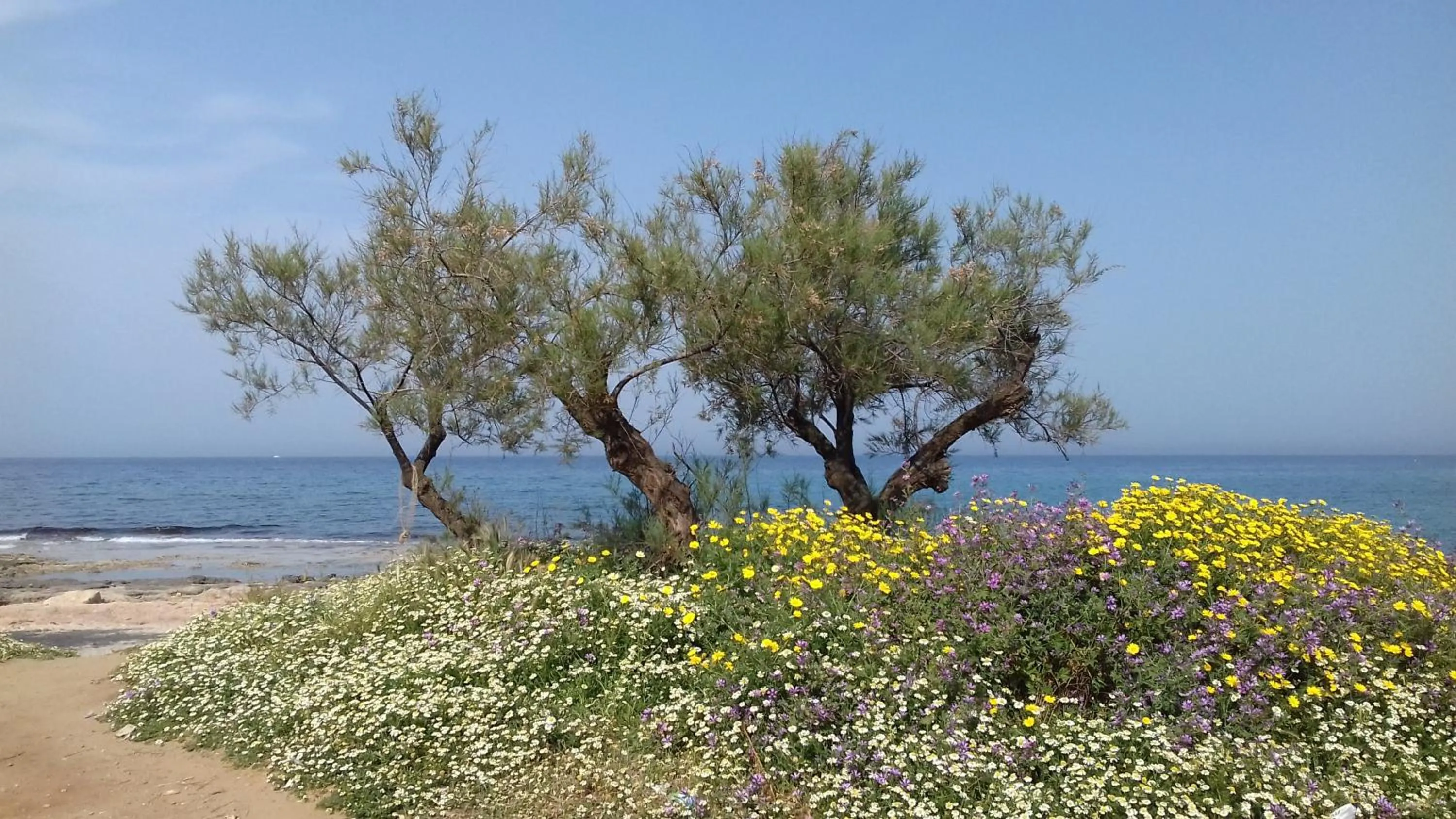Beach in The Proud Garden