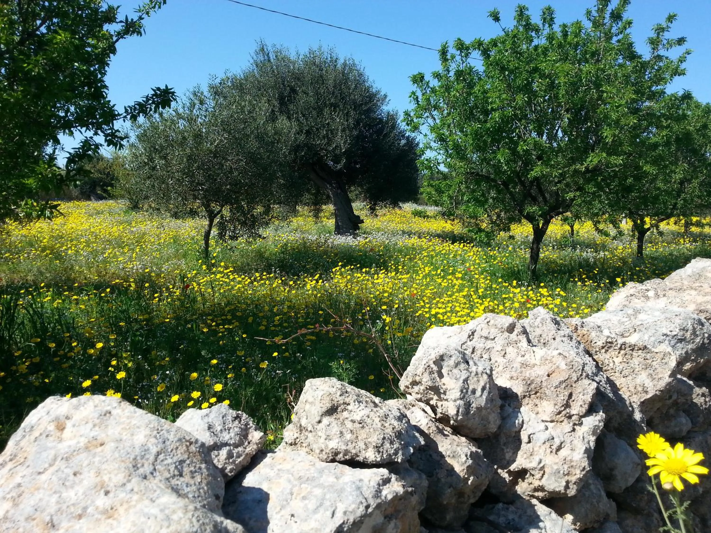 Natural landscape in The Proud Garden