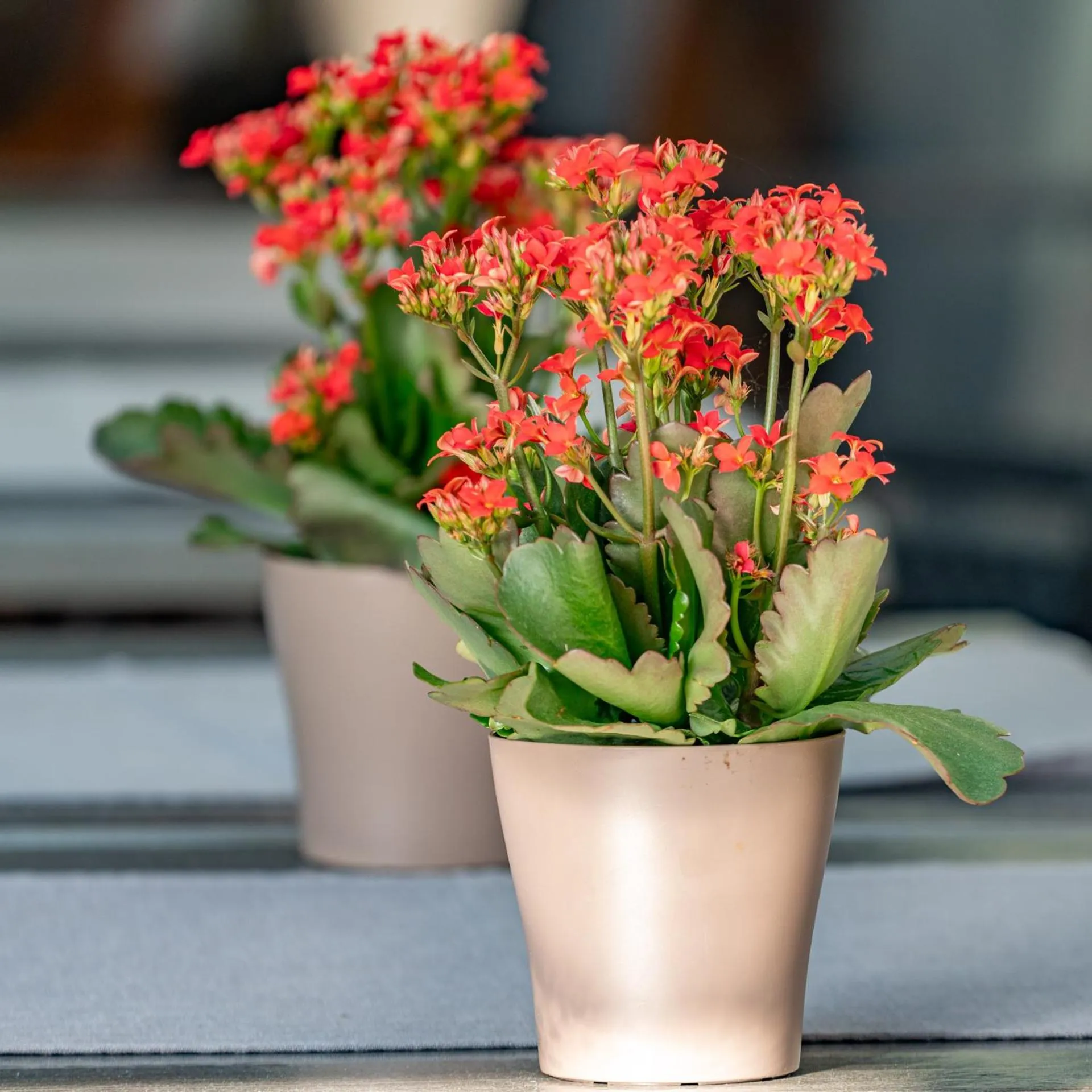 Logis Hôtel Le Menobu