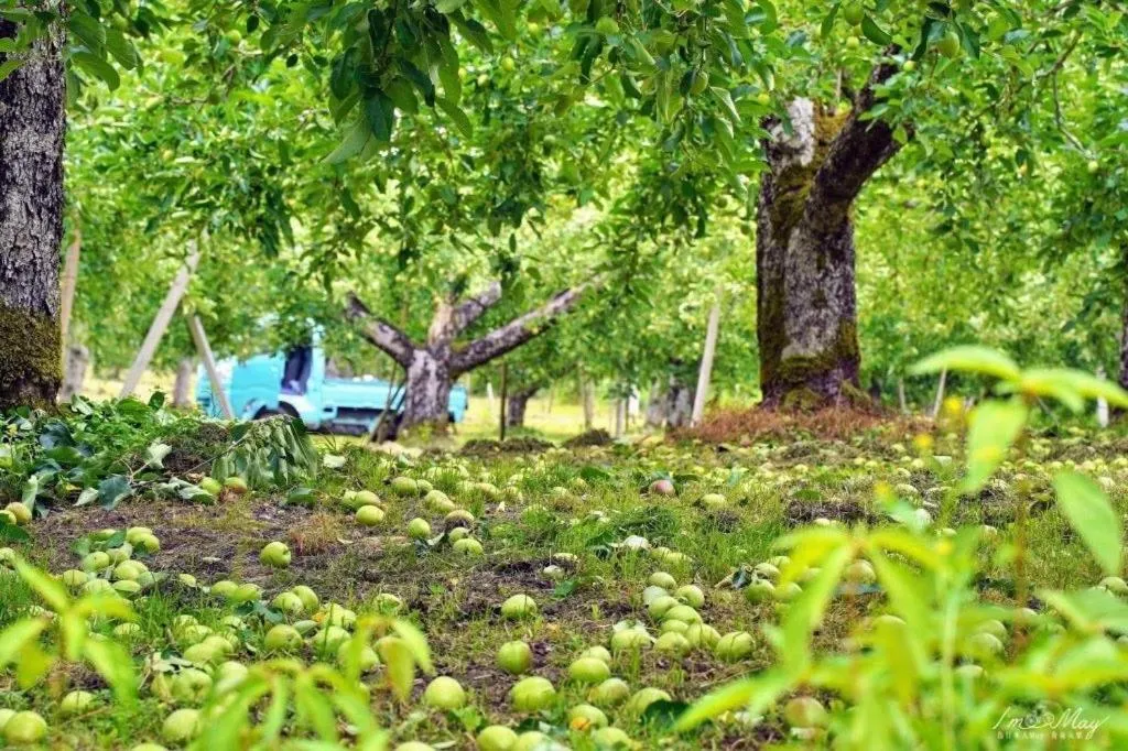 Summer in Daichan Farm Guest House