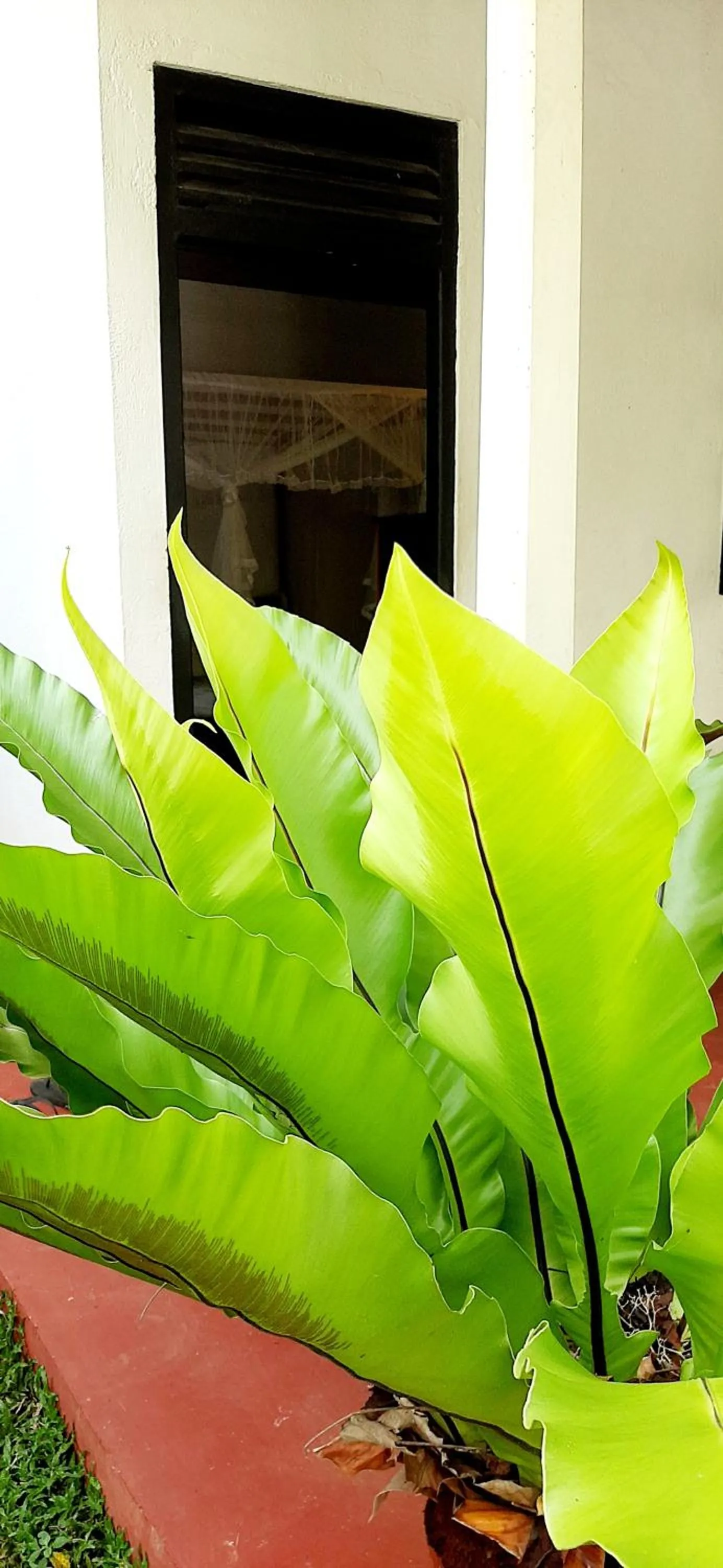 Balcony/Terrace in Hiriketiya Cinnamon Garden