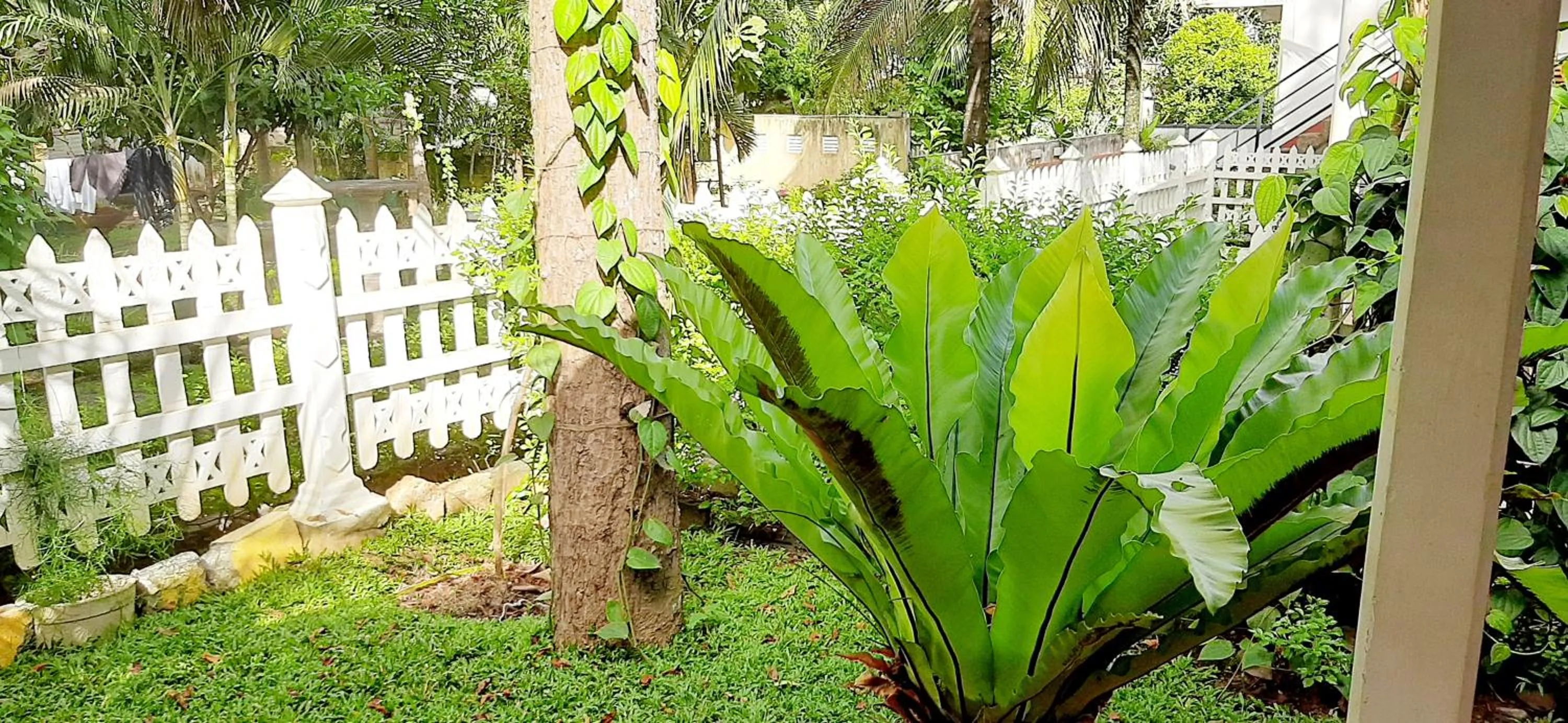 Garden in Hiriketiya Cinnamon Garden