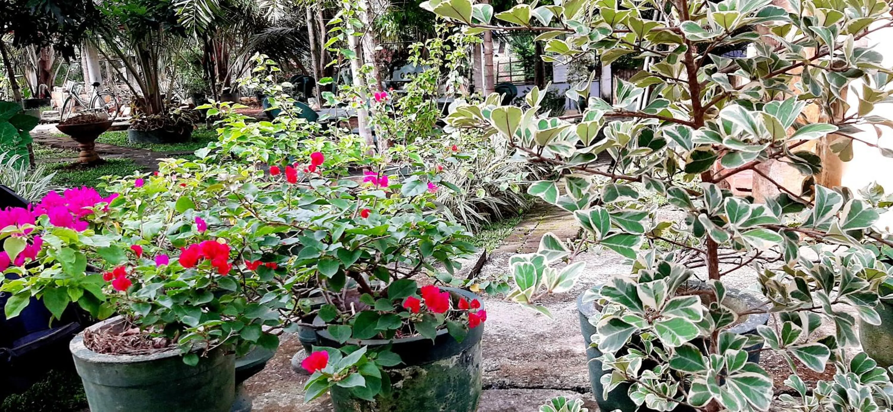 Garden in Hiriketiya Cinnamon Garden