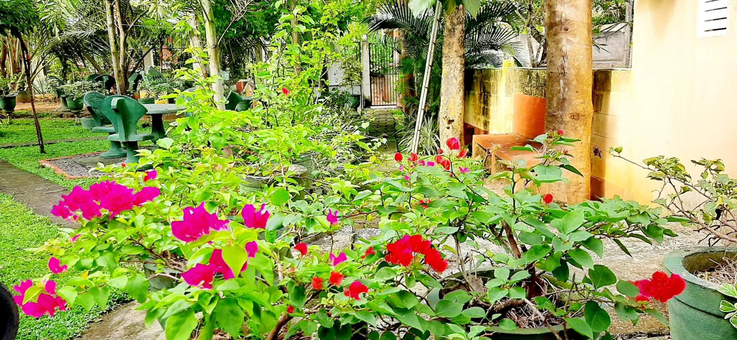 Garden view in Hiriketiya Cinnamon Garden
