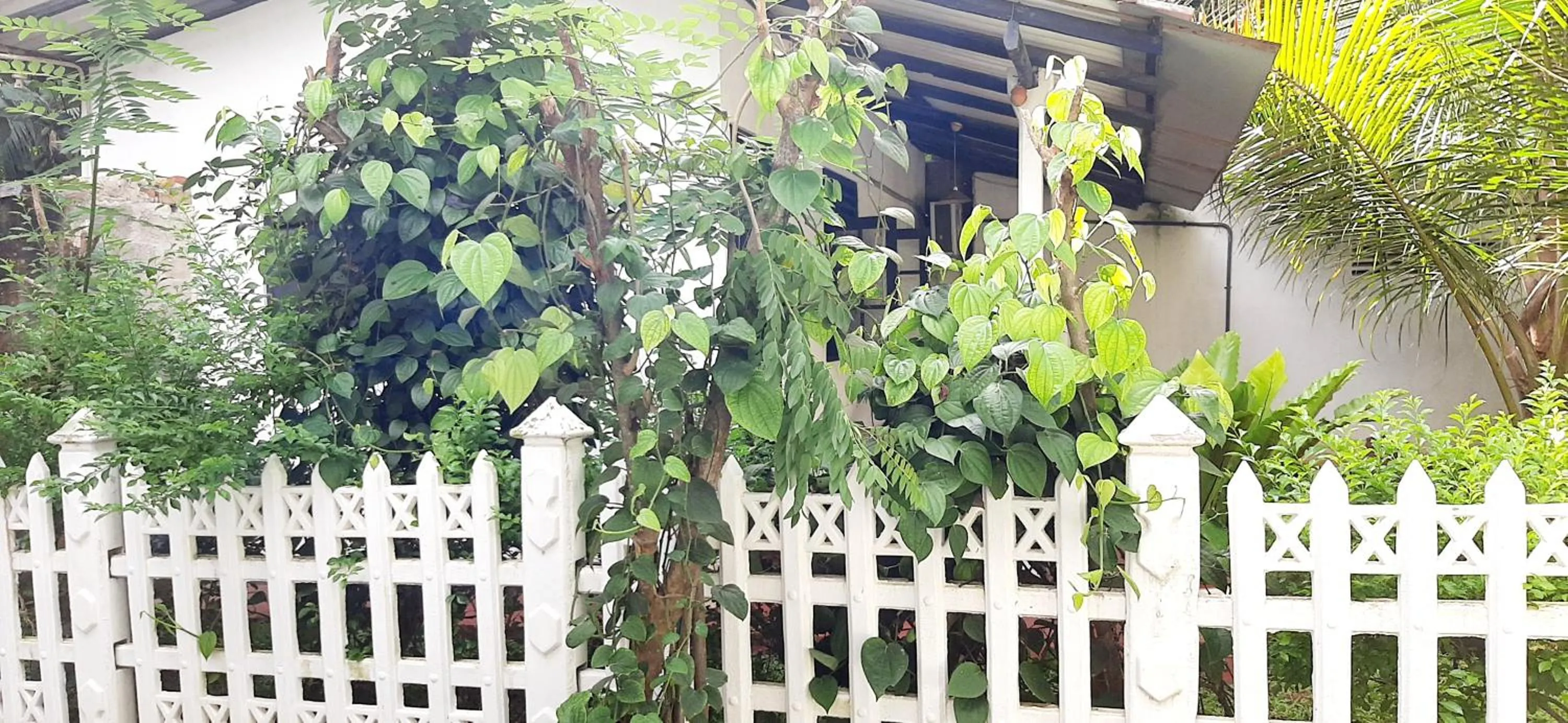 Garden in Hiriketiya Cinnamon Garden
