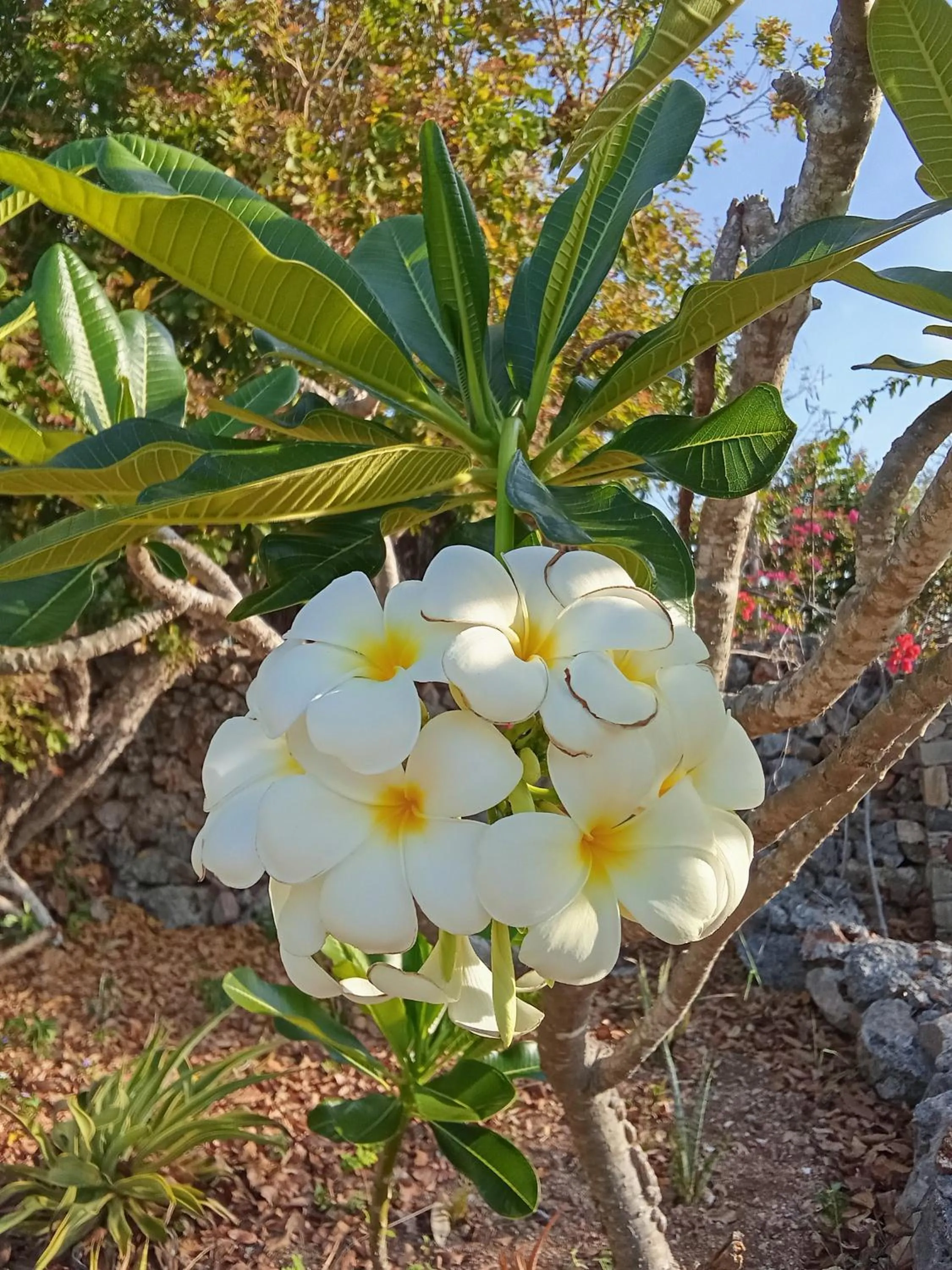 Garden in Utopia Rote Lodge