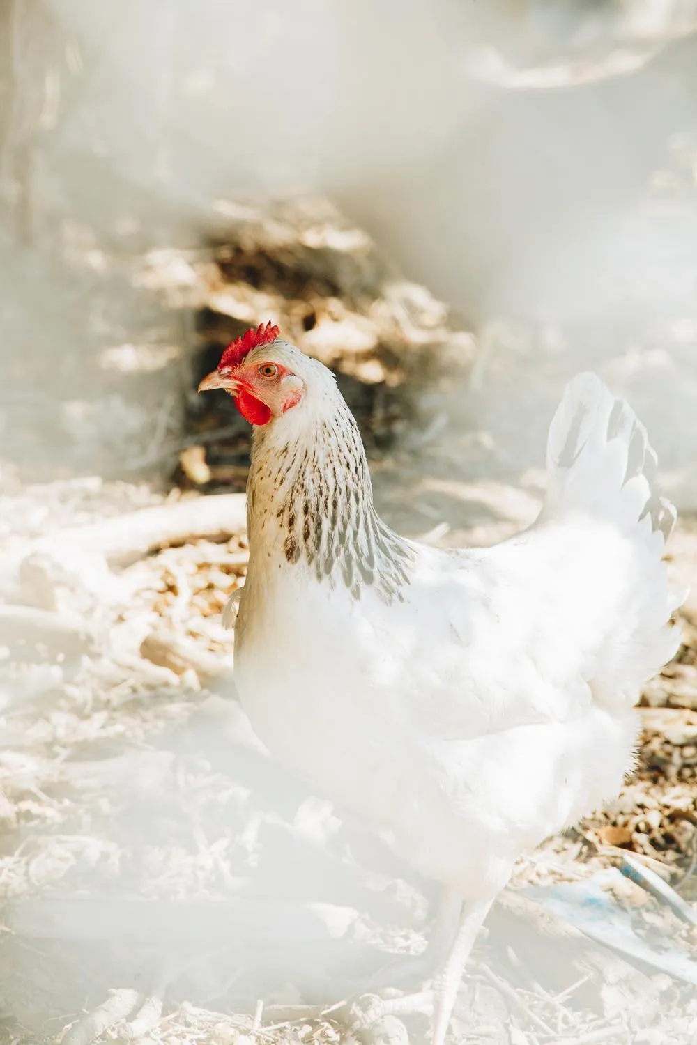 Pets in B&B A Chjusellina