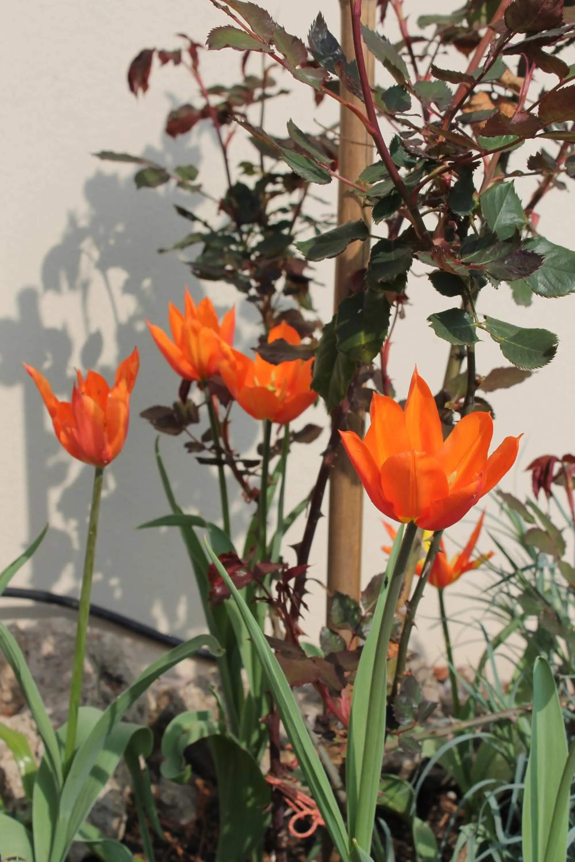 Garden in Bio Hotel Kipperquelle