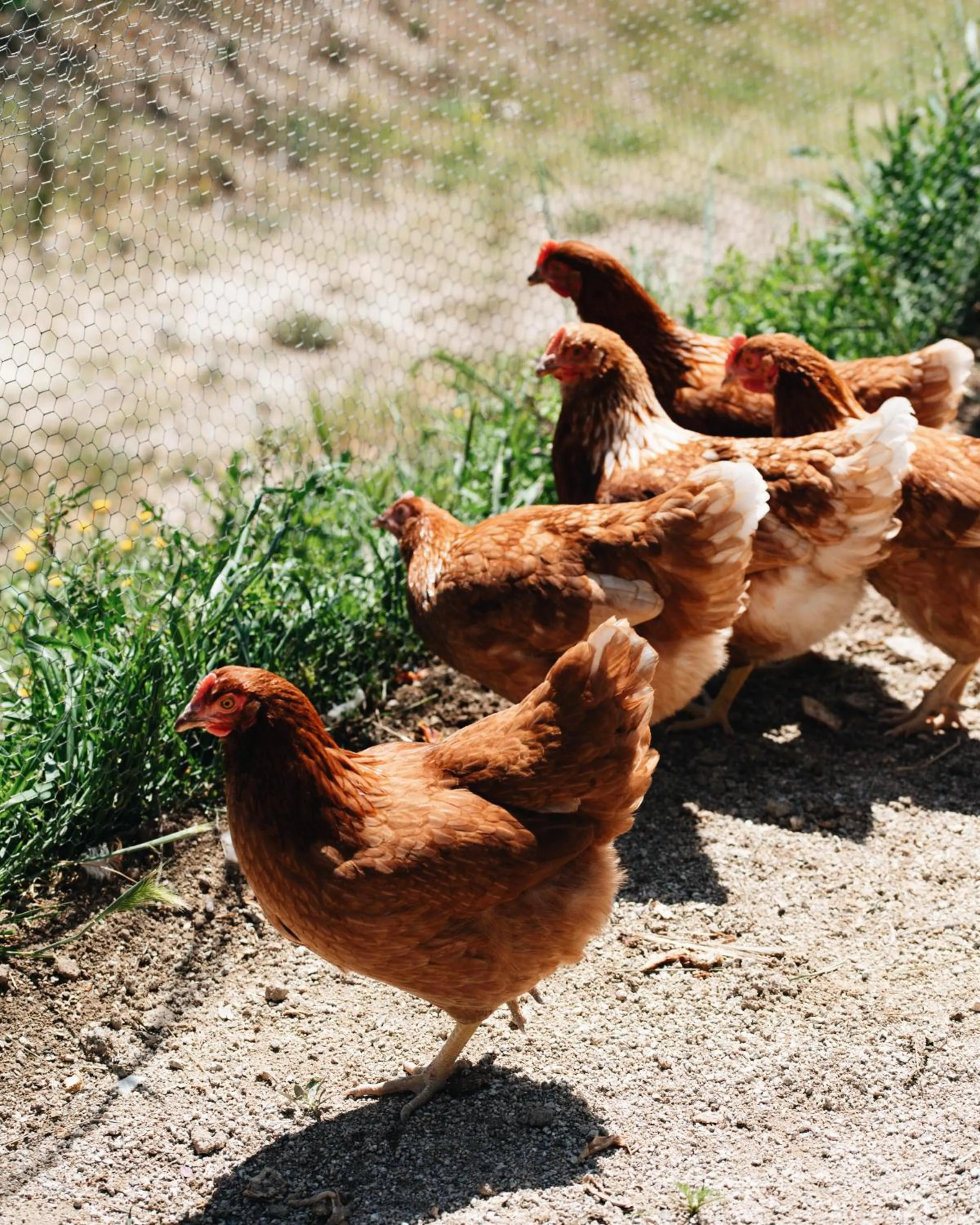 Animals in Can Alemany