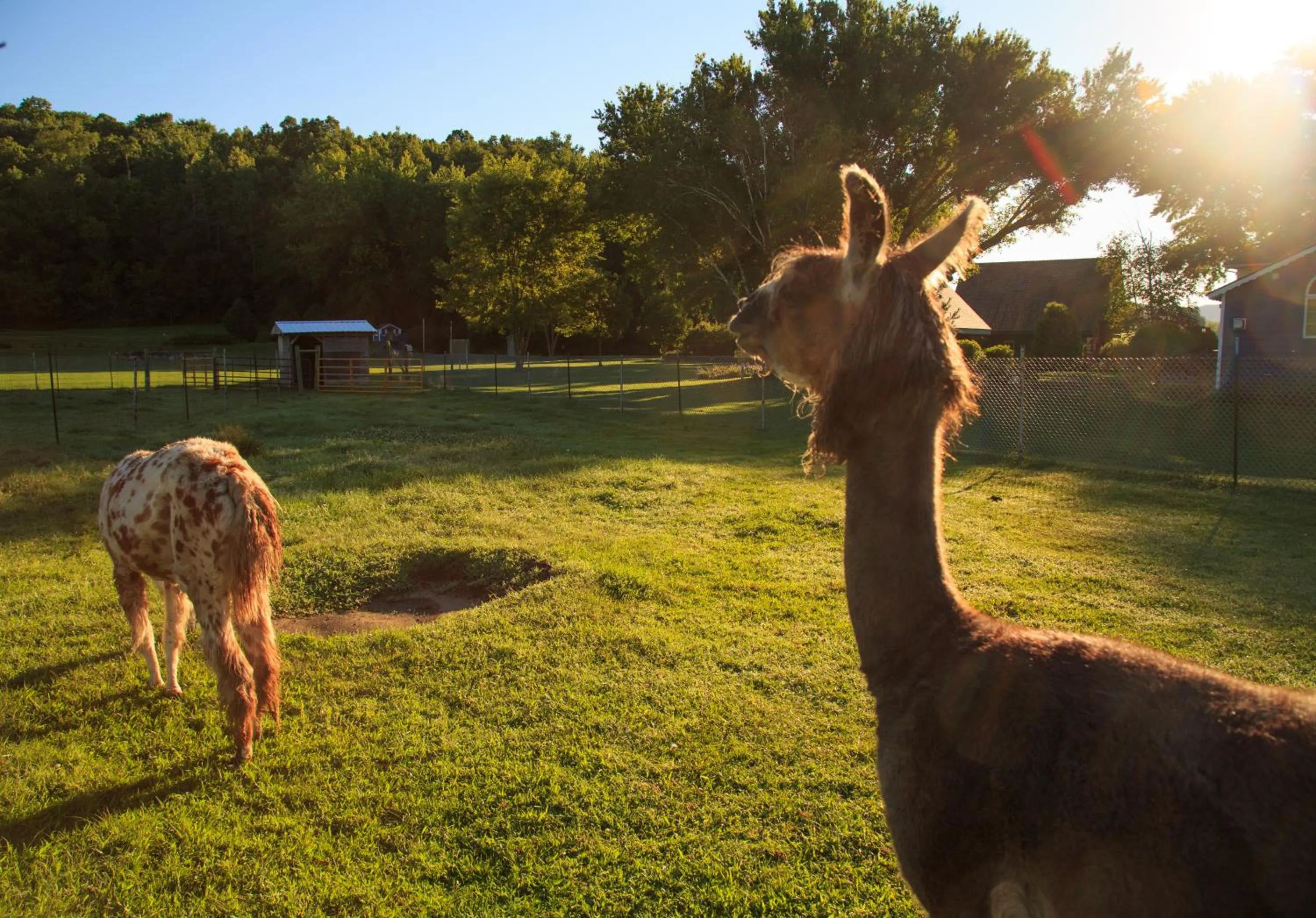 Animals in Justin Trails Resort