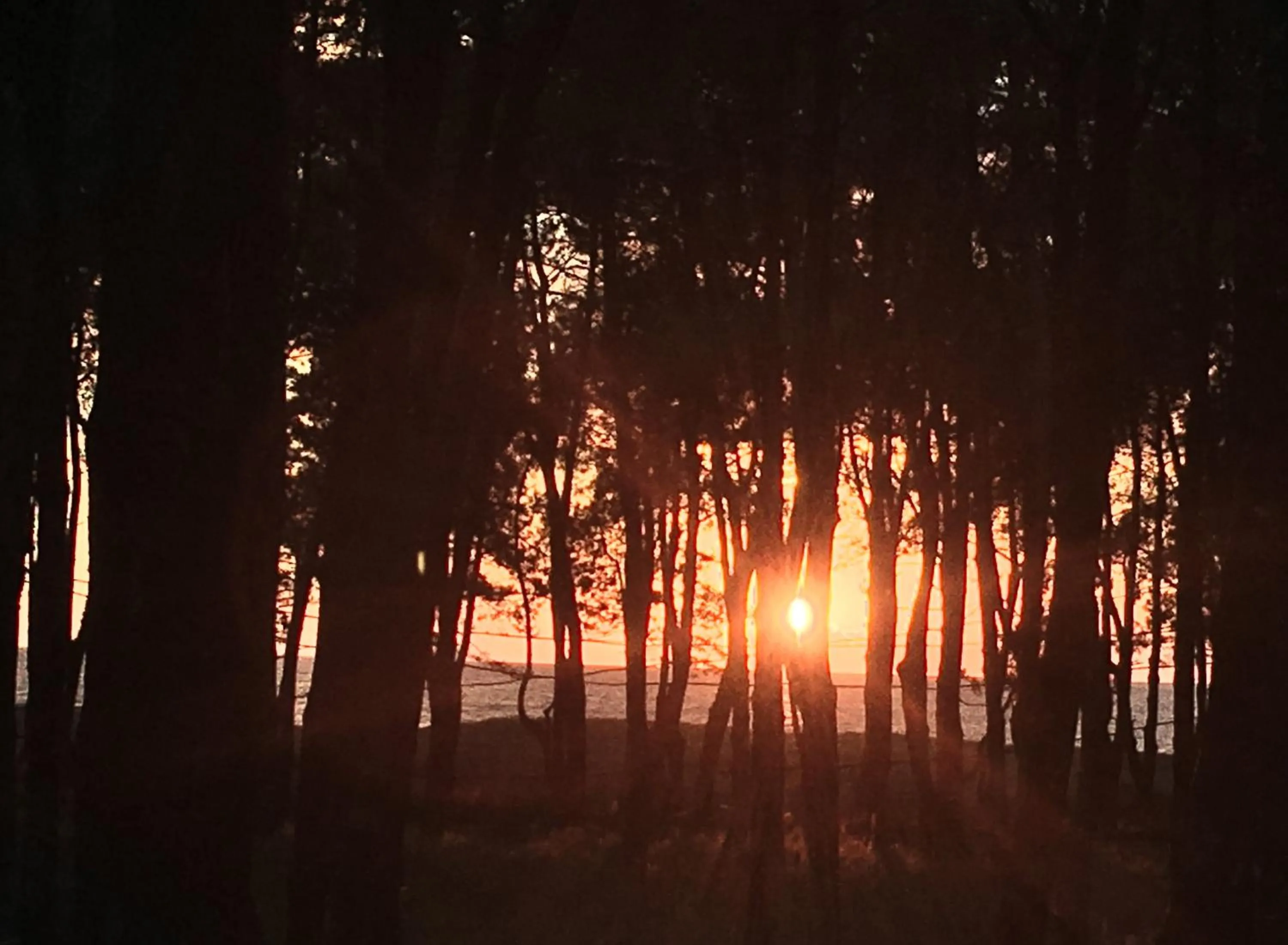 Natural landscape in Simple Pleasures Shekvetili