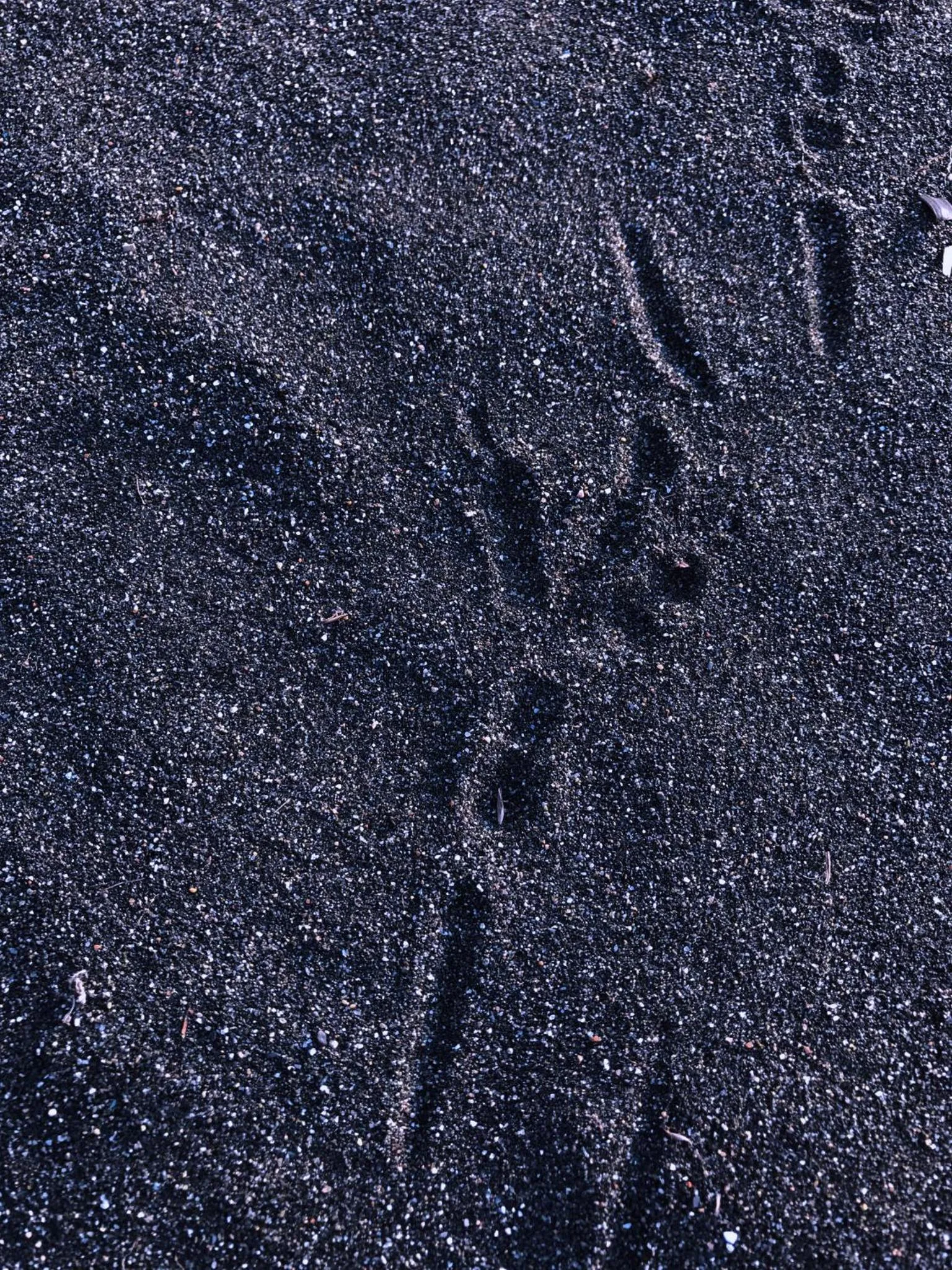 Beach in Simple Pleasures Shekvetili