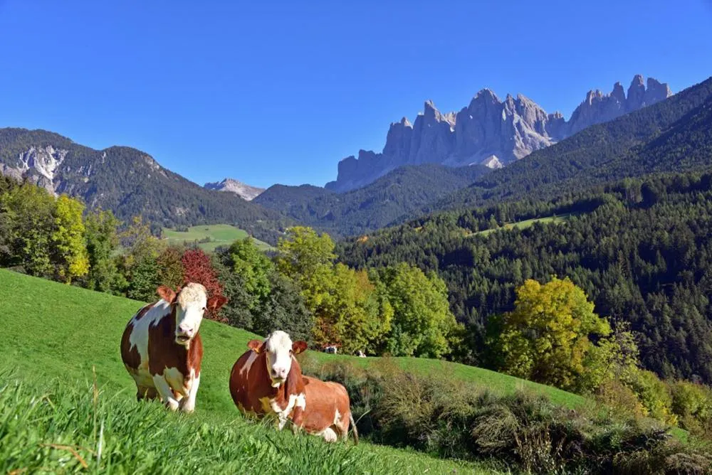 Animals in Hotel Gsoihof