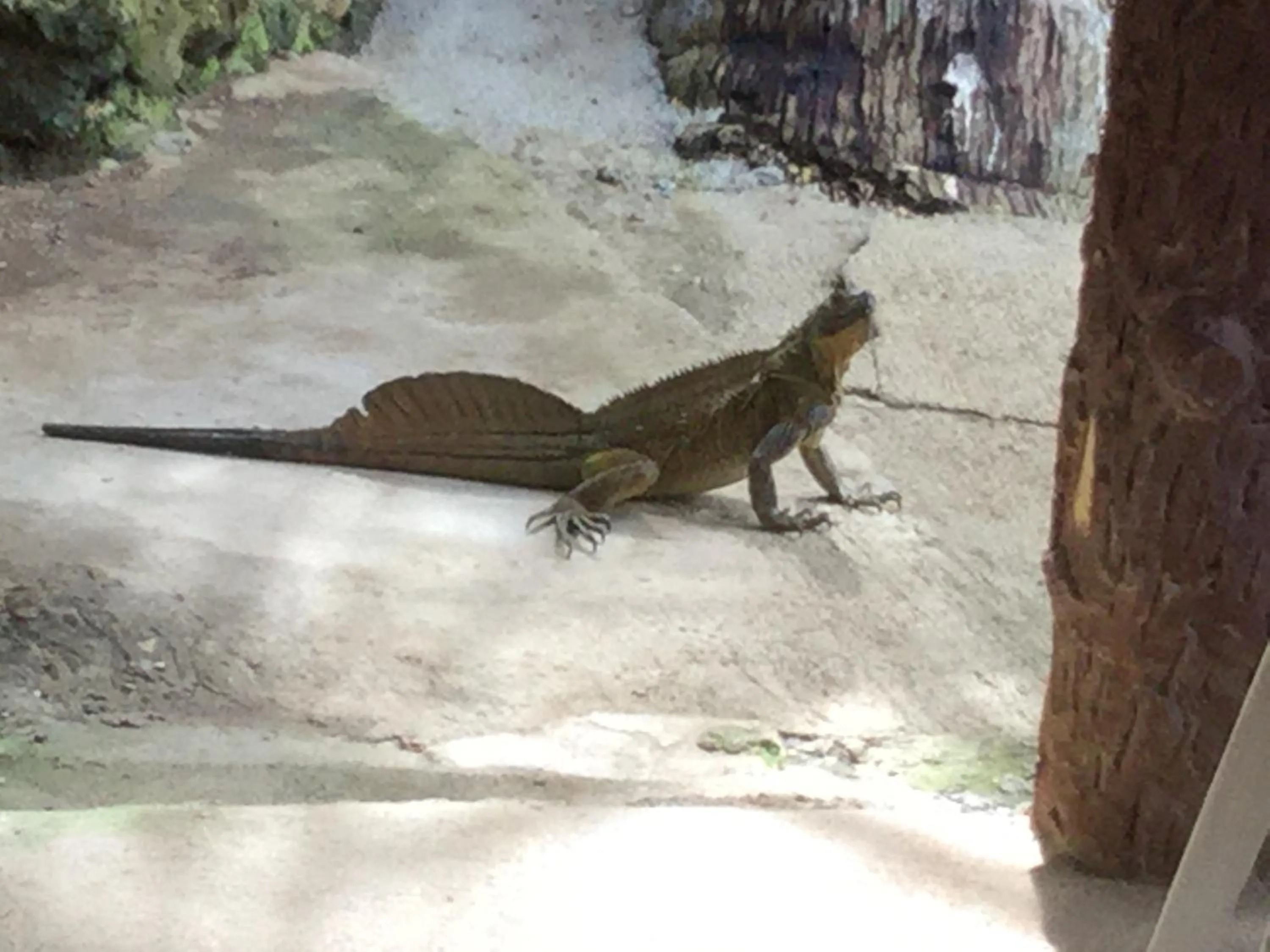 Animals in Turtle Cove Exclusive Island Resort