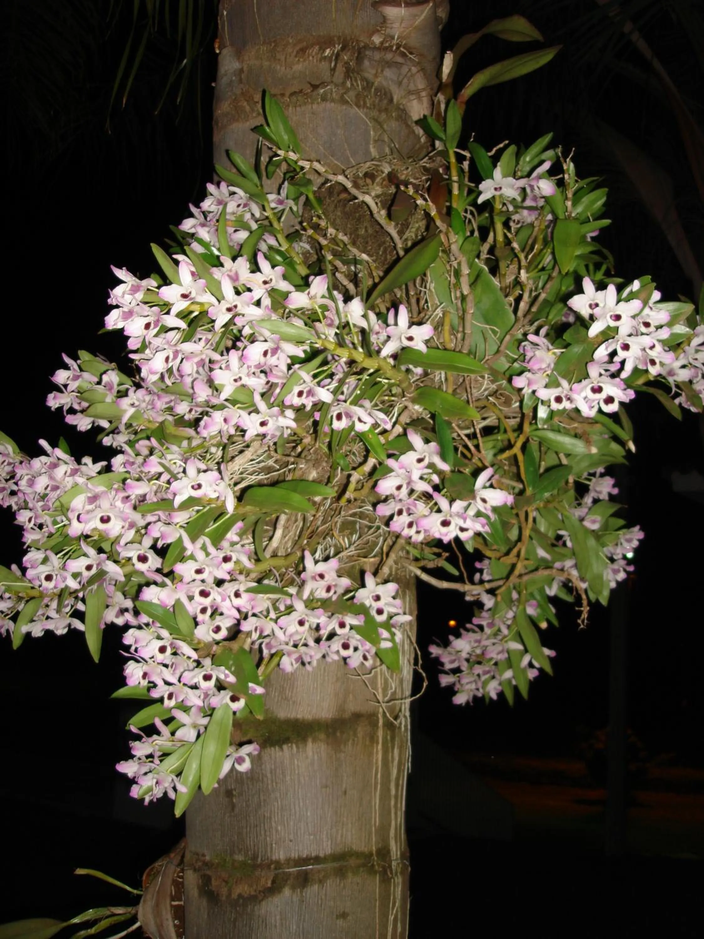 Garden in Hotel San Paolo