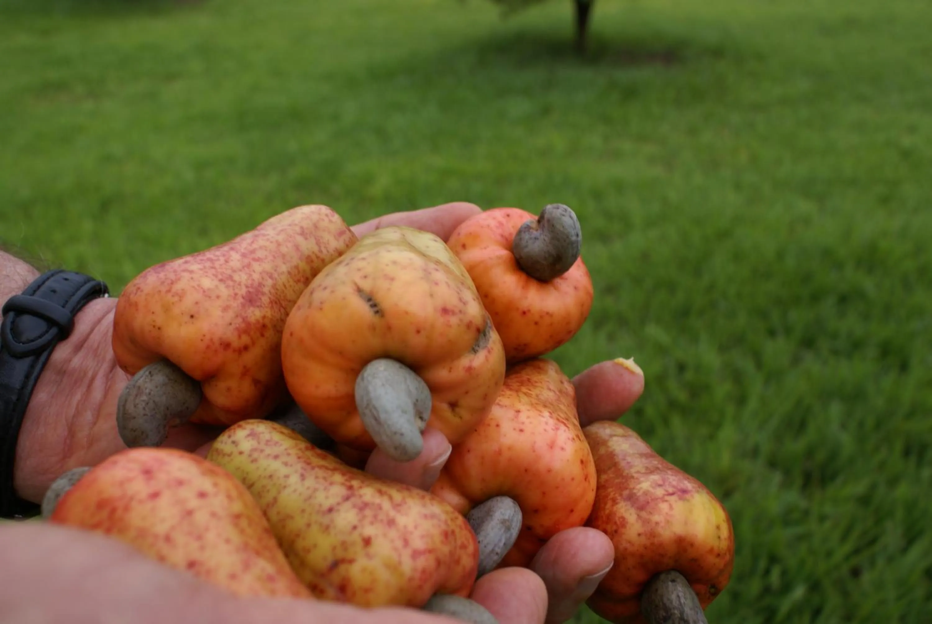 Garden in Hotel San Paolo