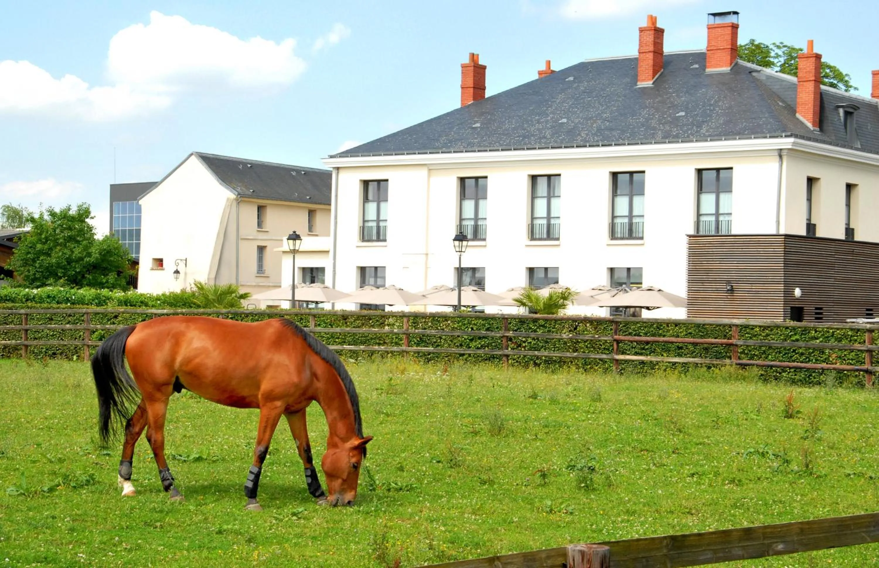 Horse-riding in AUBERGE DU CHÂTEAU BLEU