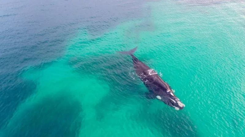 Hopetoun Motel & Chalet Village