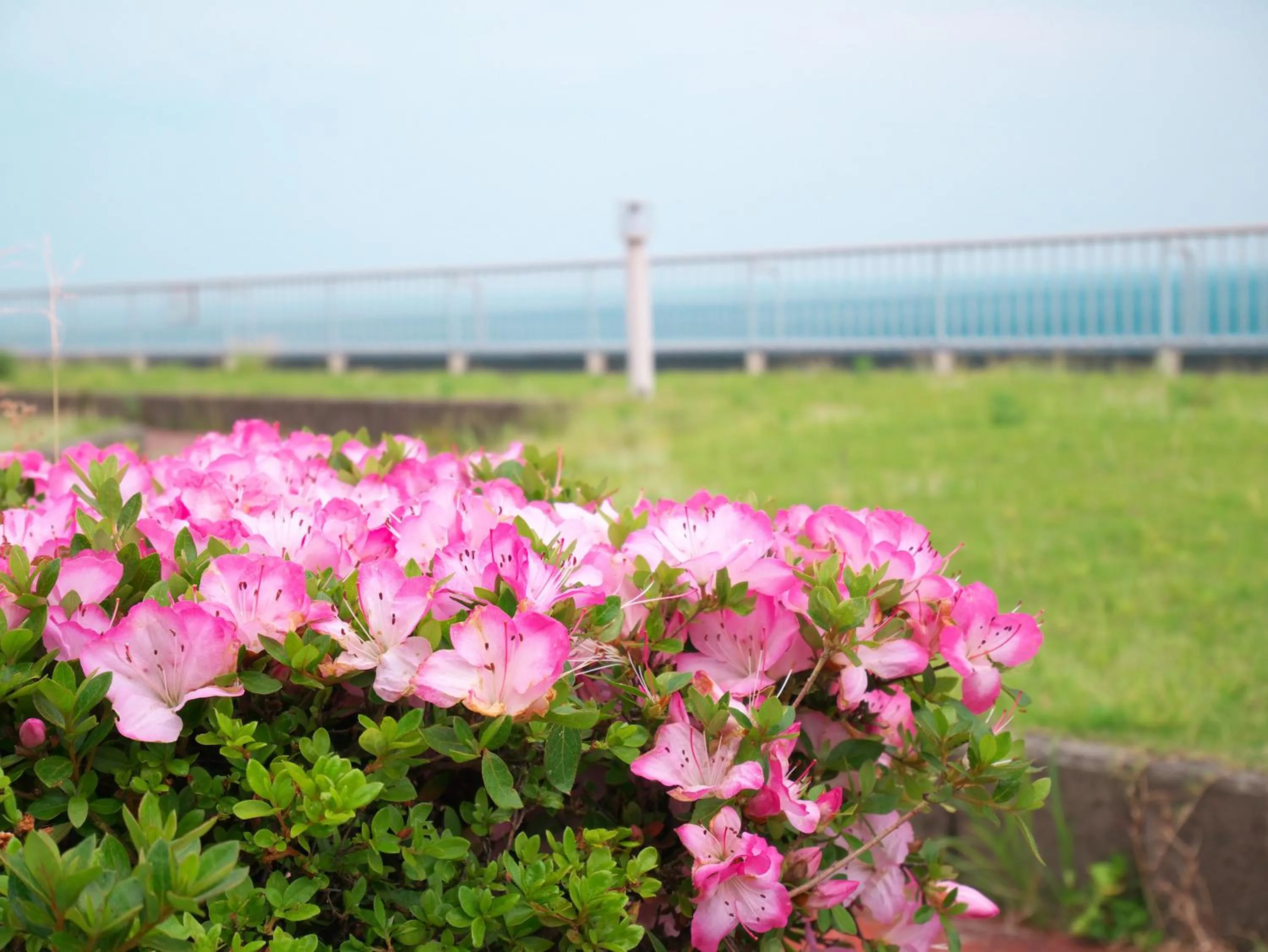 Garden in Wisterian Life Club Atami