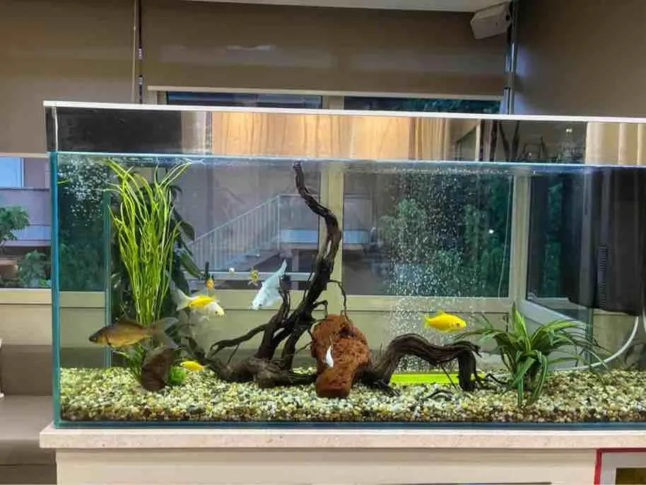 California Pastry Hotel