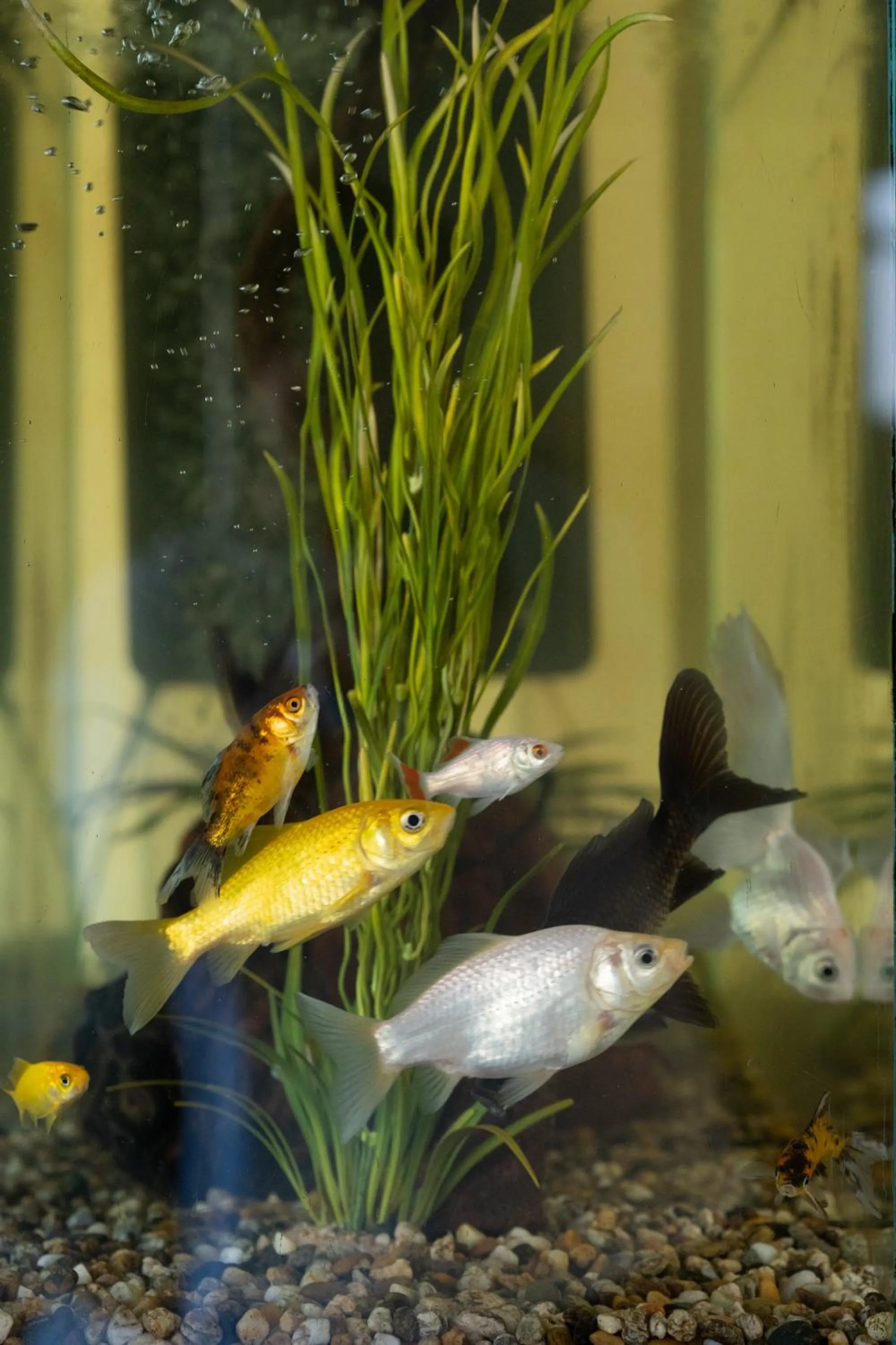 Animals in California Pastry Hotel