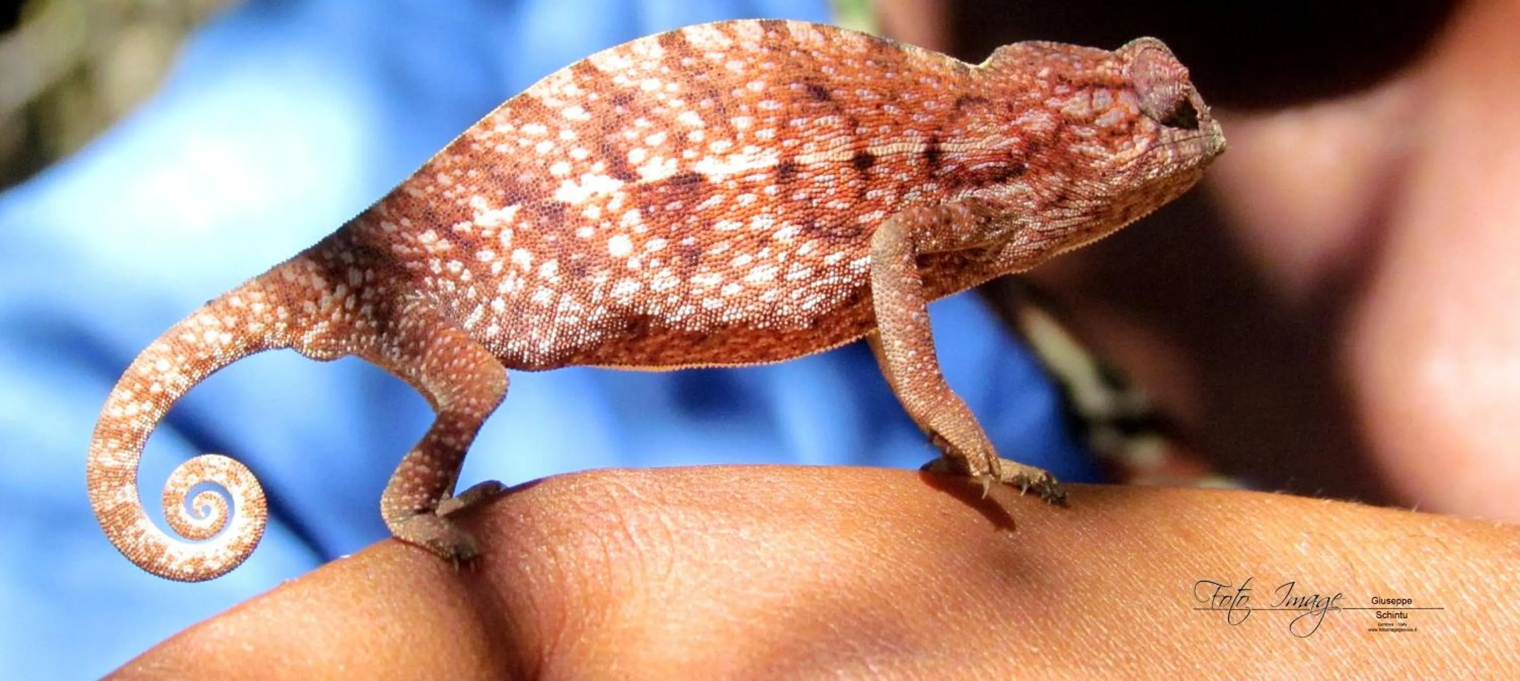 Animals in Isalo Rock Lodge