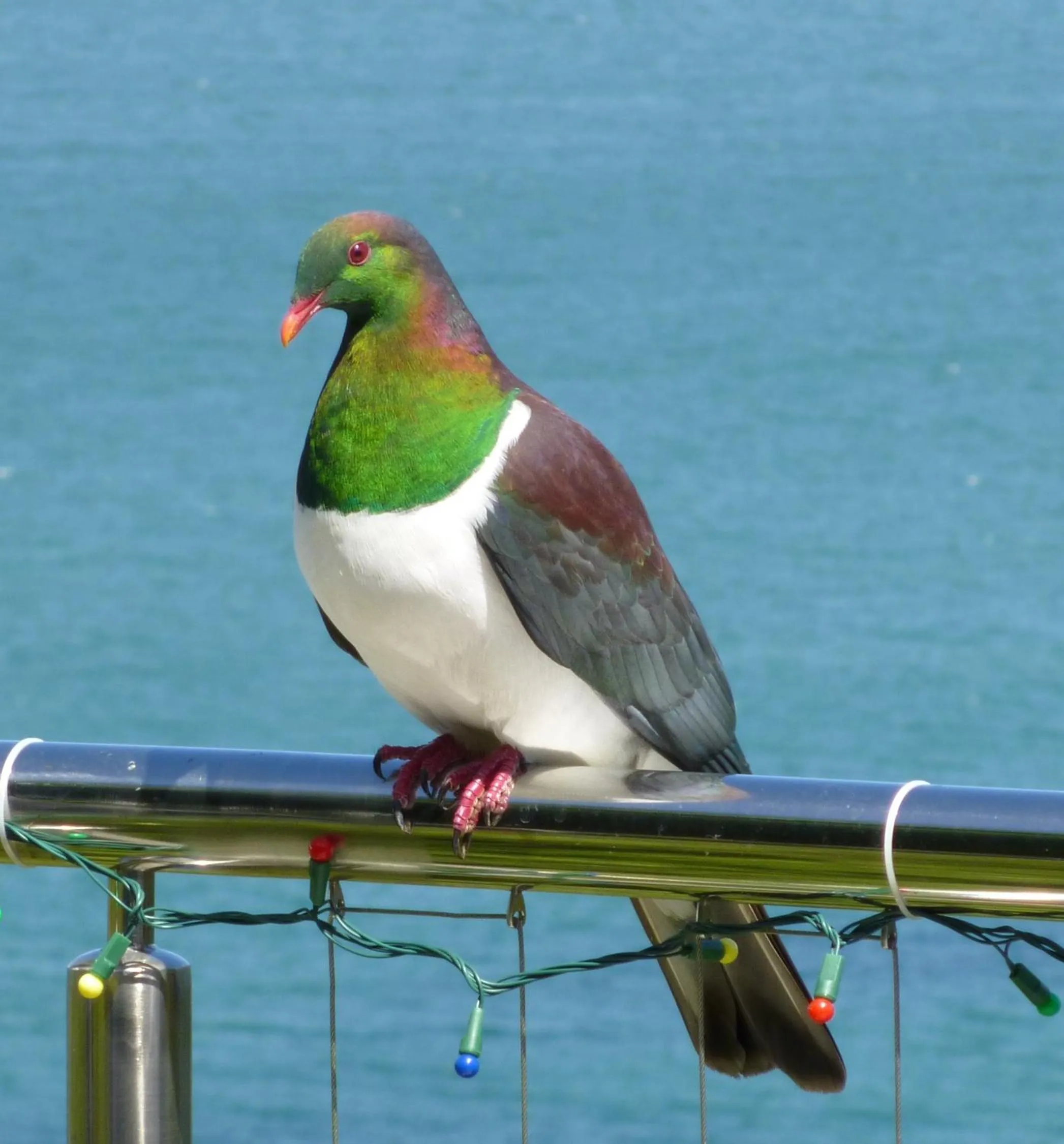 Animals in Breakaway at York Bay
