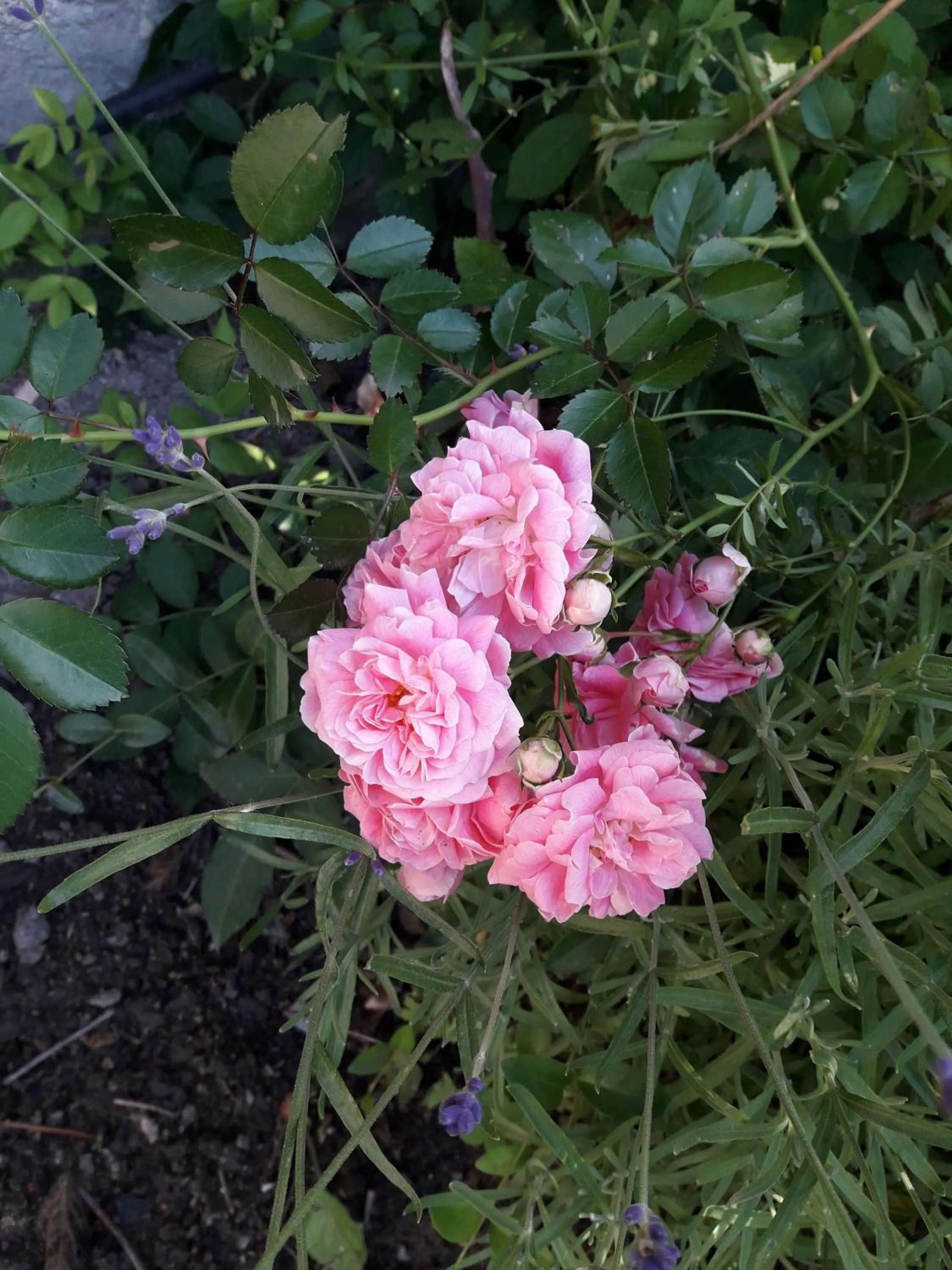 Garden in Maison Aux Lavandes B&B