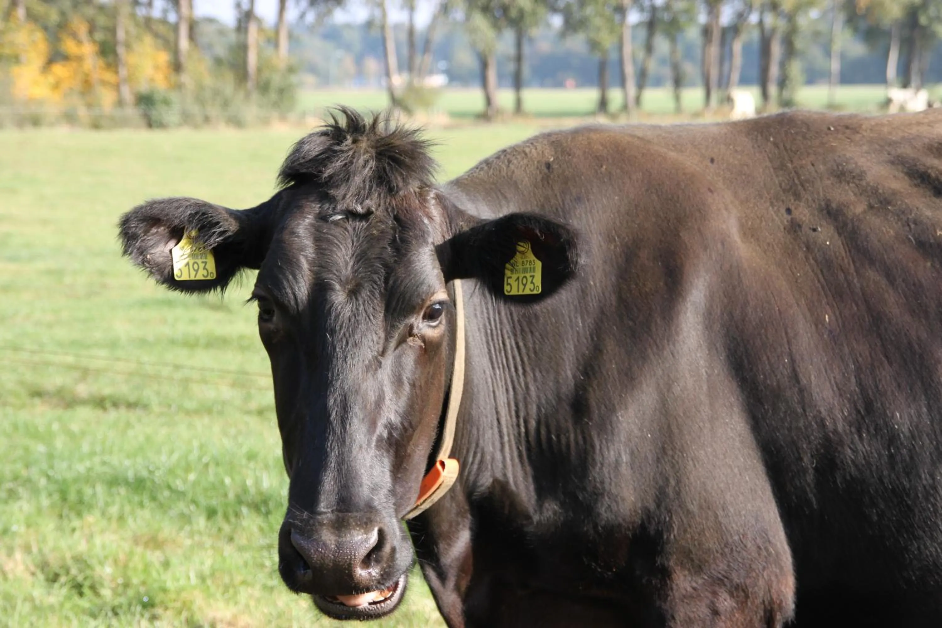 Pets in Bed and Breakfast De Volkelse Hooiberg