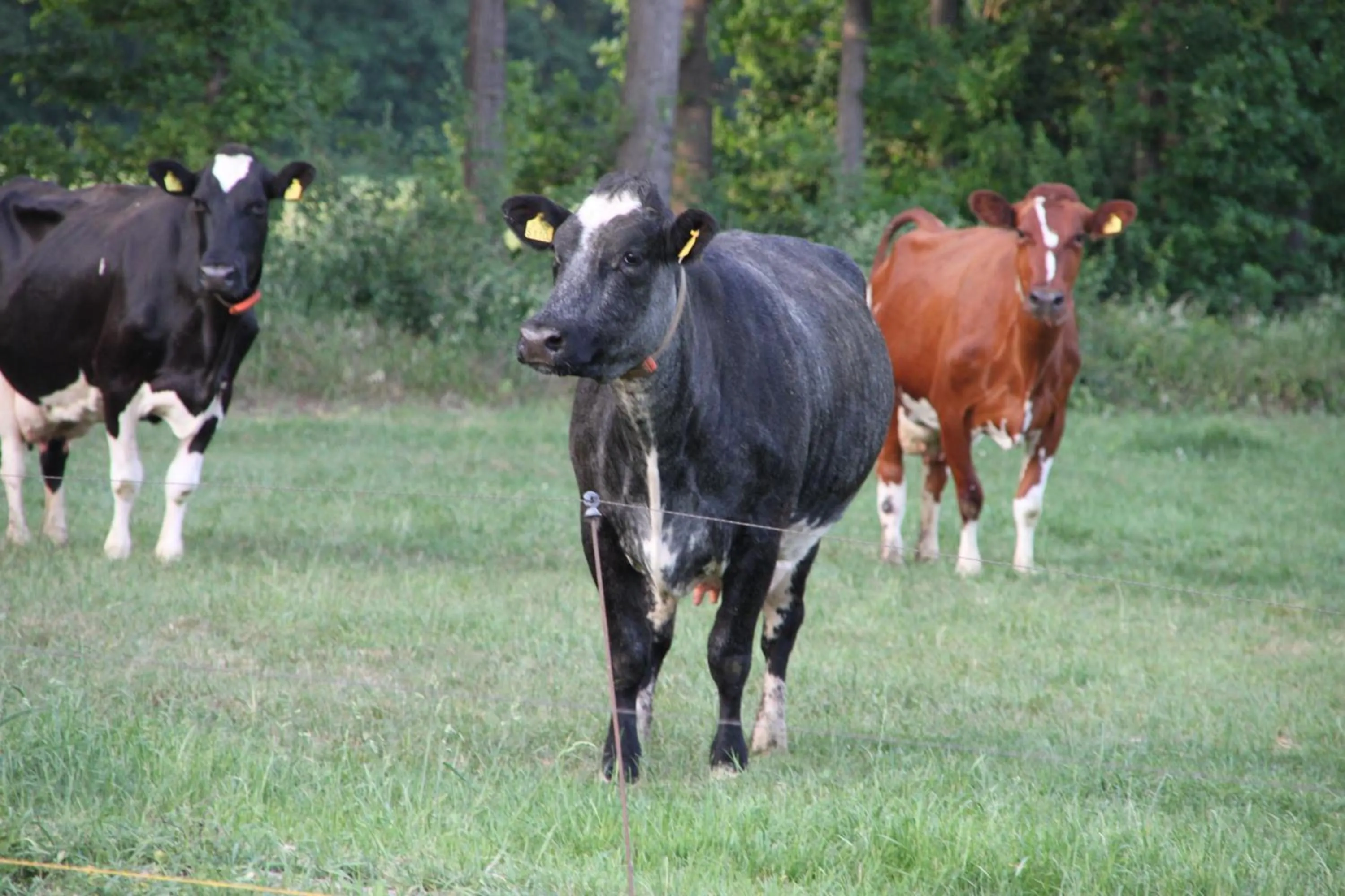 Bed and Breakfast De Volkelse Hooiberg