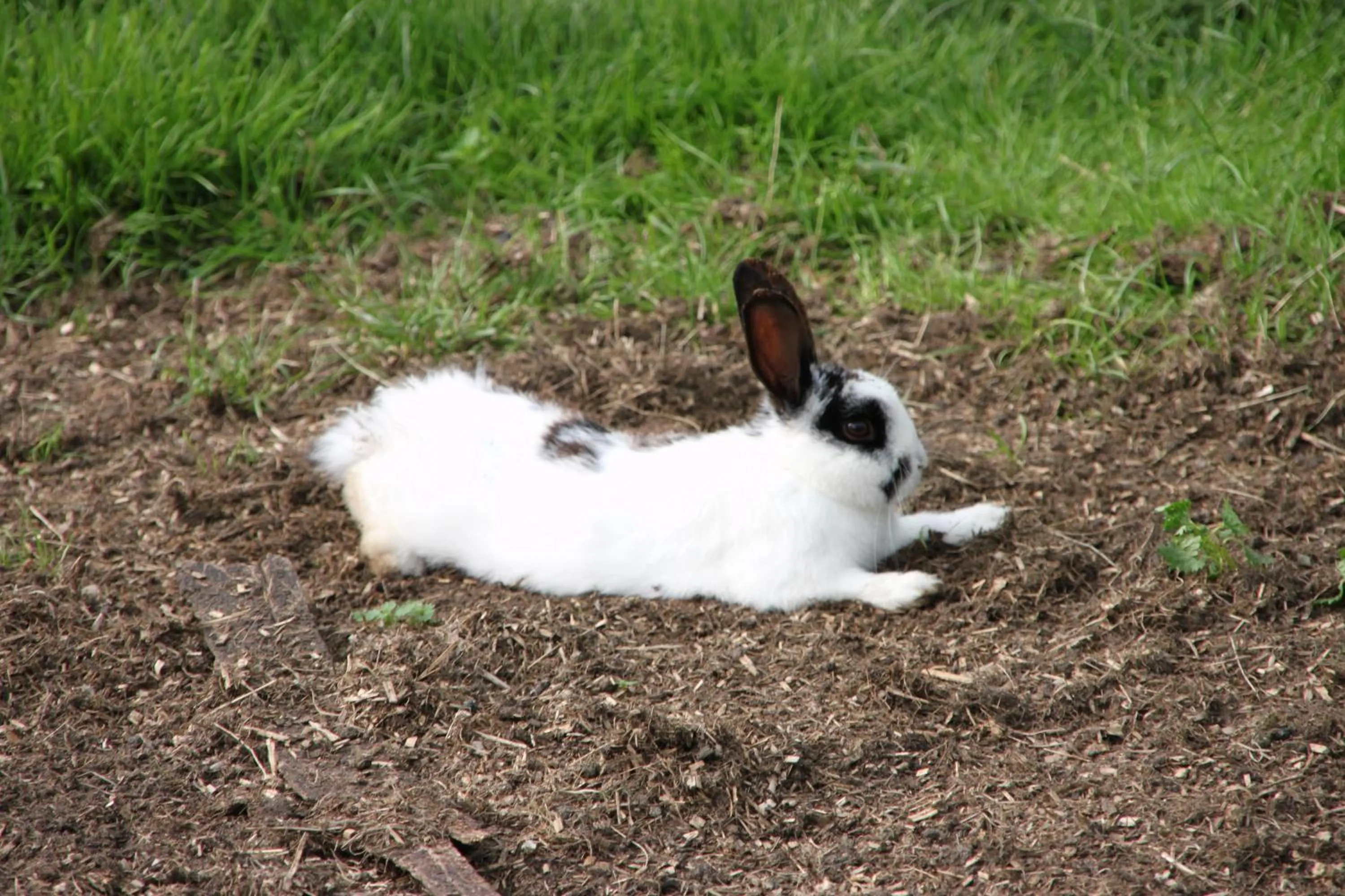 Pets in Bed and Breakfast De Volkelse Hooiberg