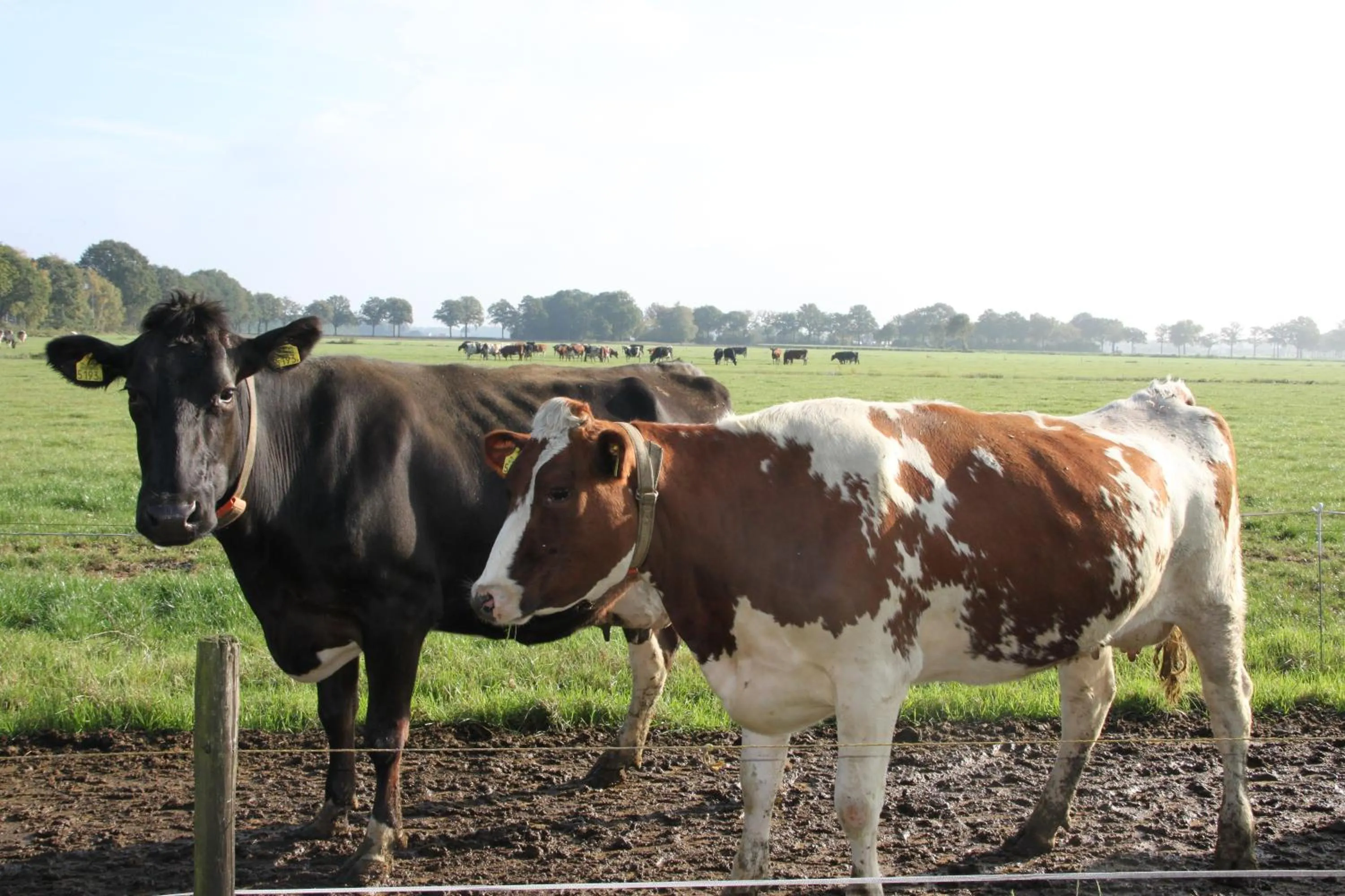 Pets in Bed and Breakfast De Volkelse Hooiberg