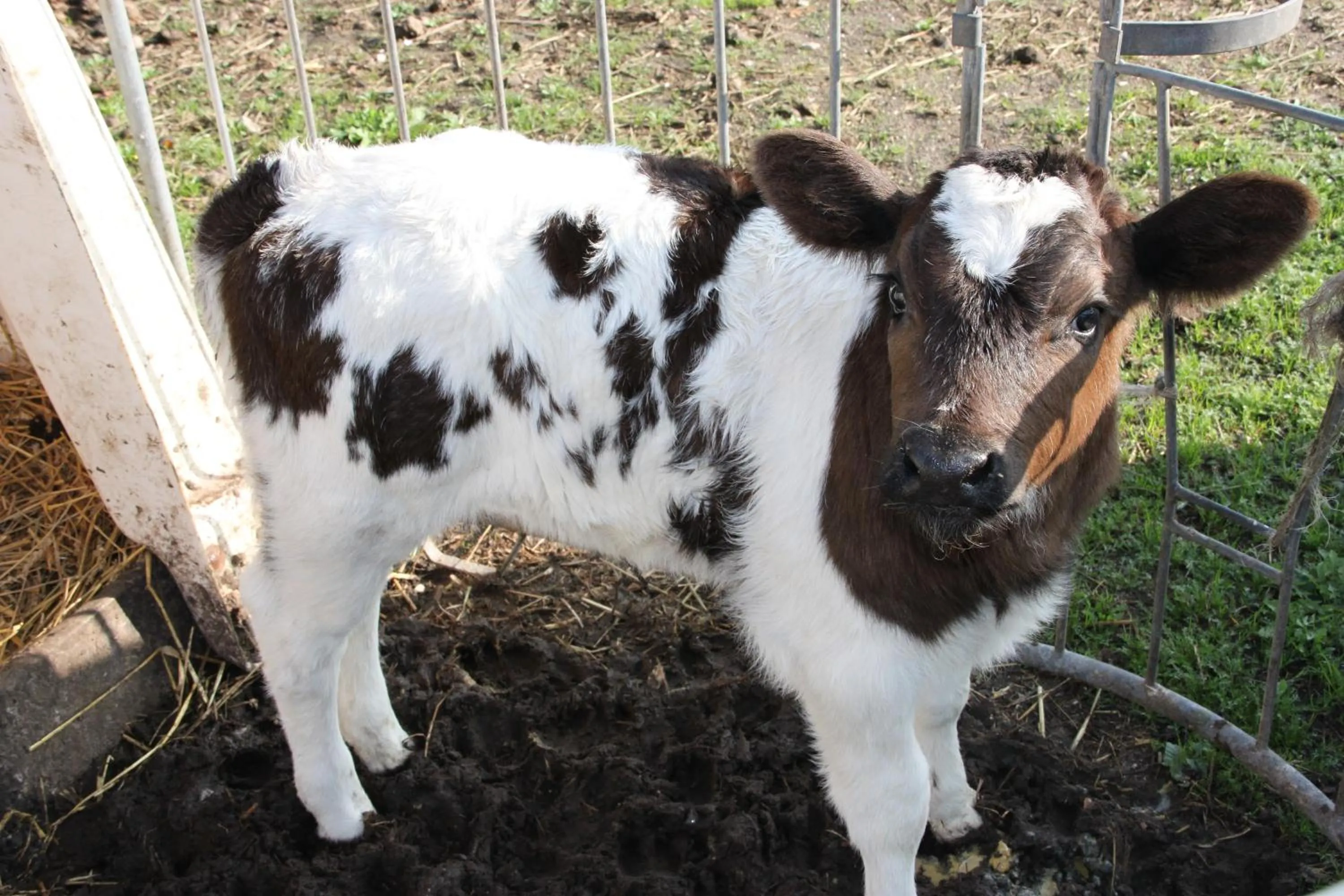 Pets in Bed and Breakfast De Volkelse Hooiberg