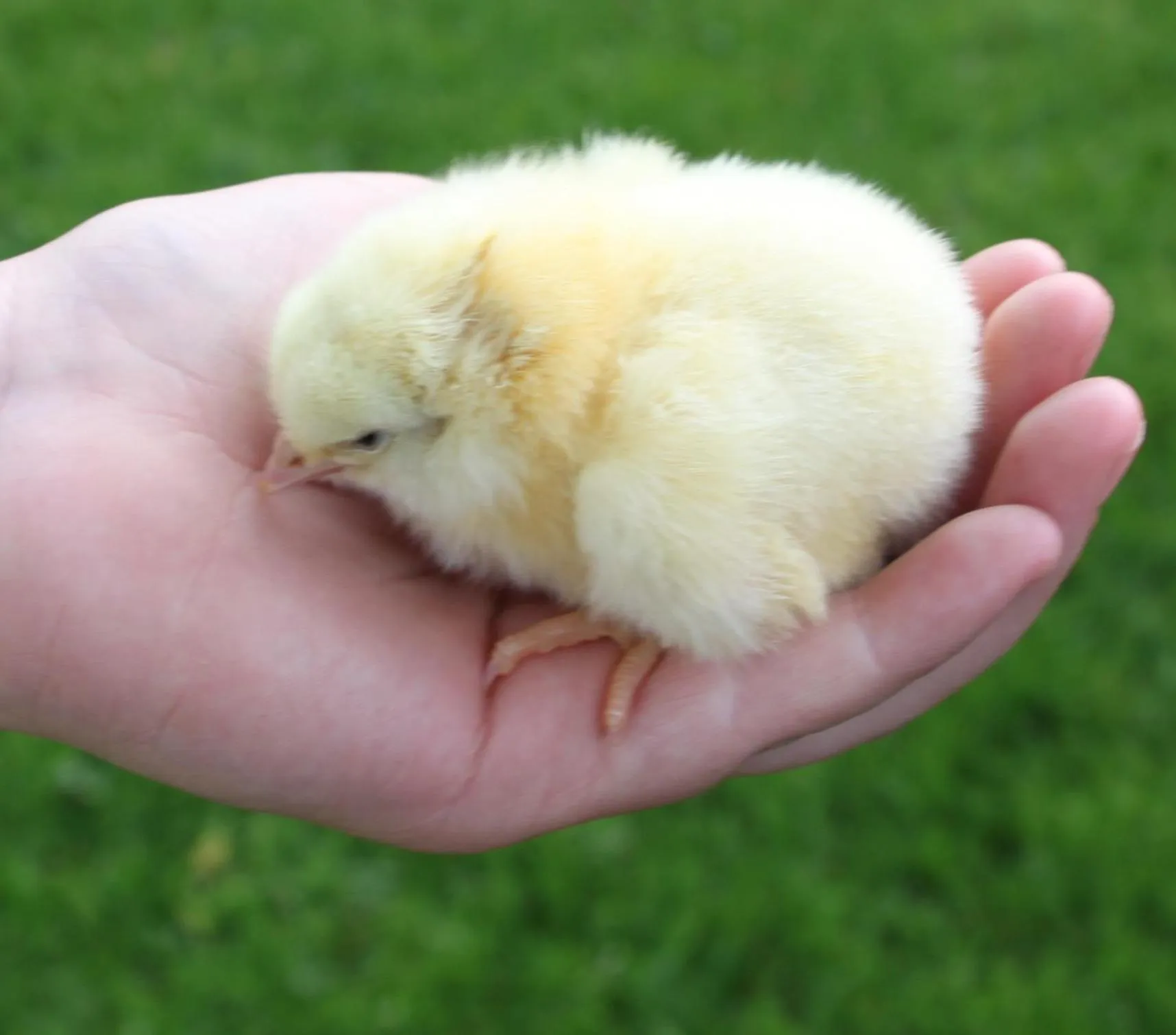 Bed and Breakfast De Volkelse Hooiberg