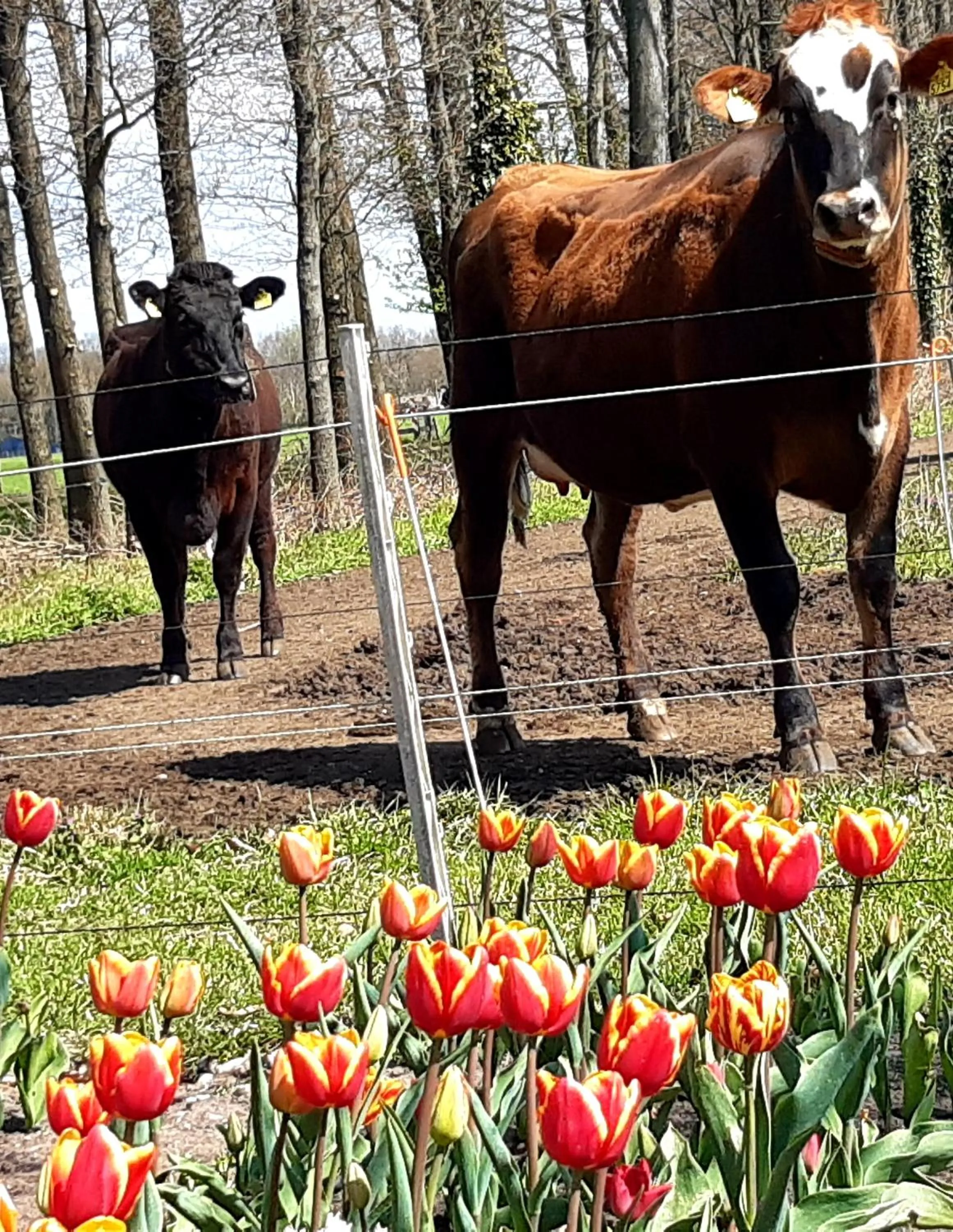 Bed and Breakfast De Volkelse Hooiberg