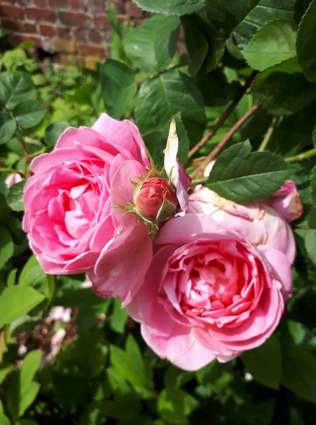 Villa Marguerite - Chambres d'Hôtes