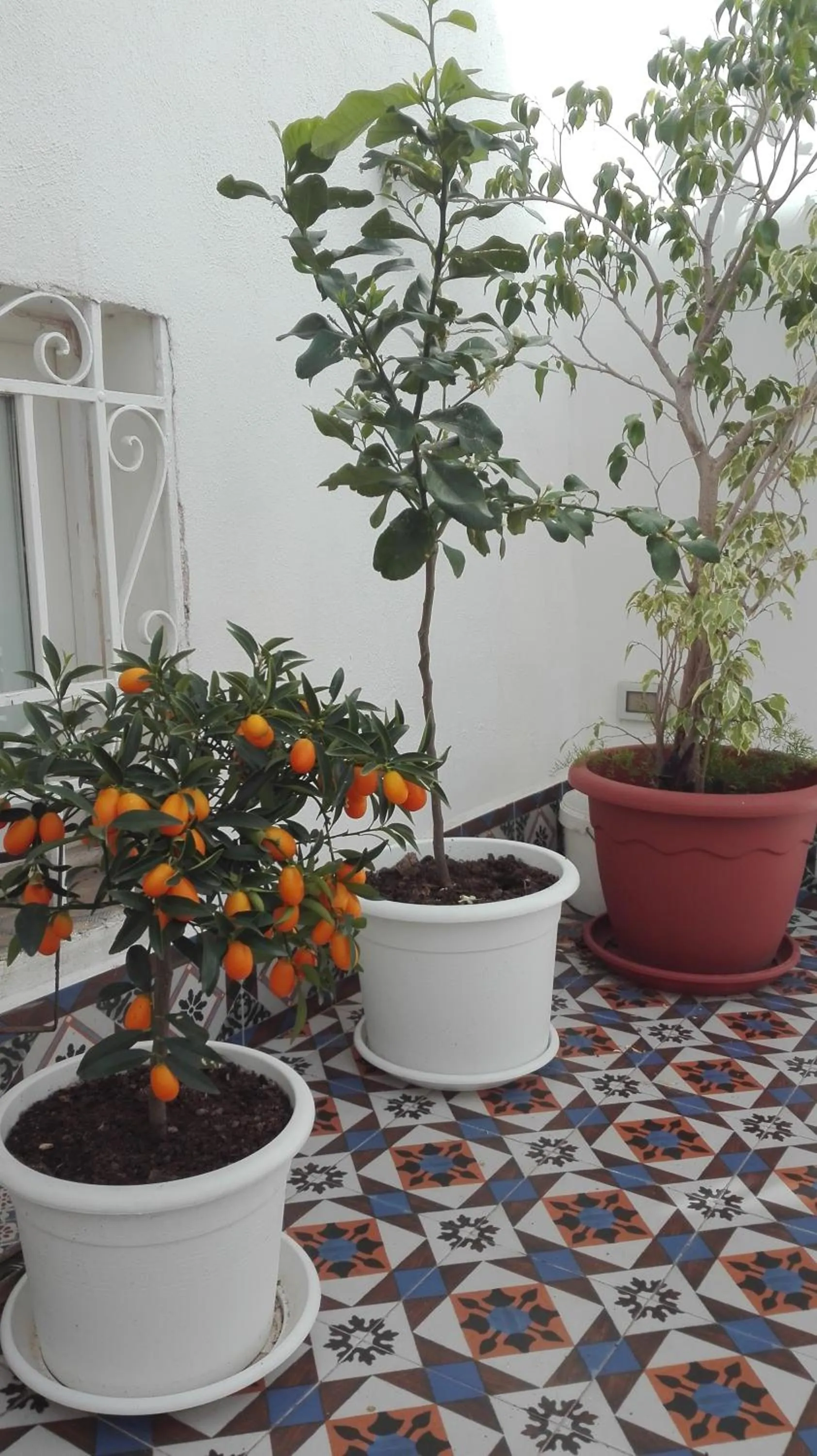 Balcony/Terrace in Demetra Rooms