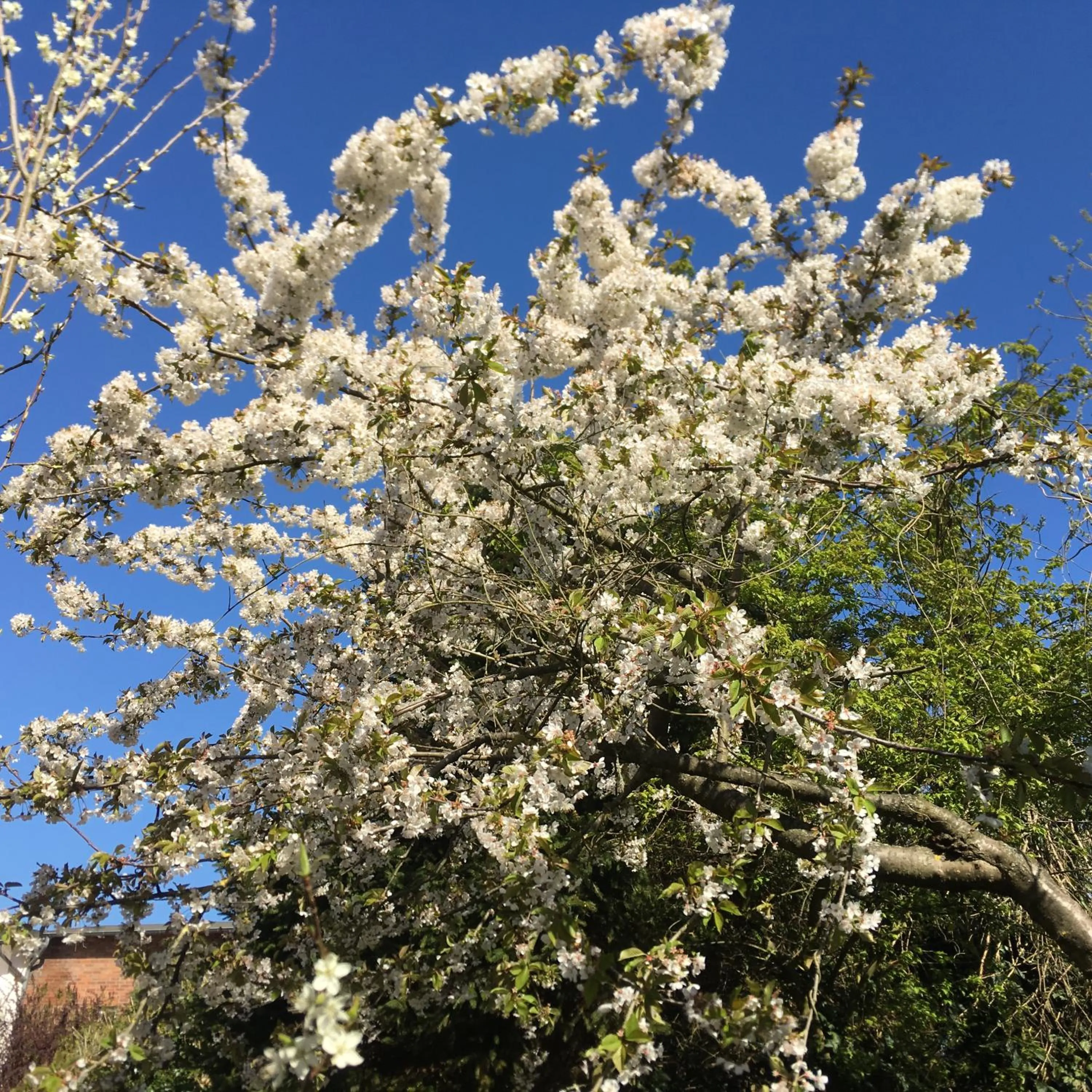 Property building in Altes Pastorat