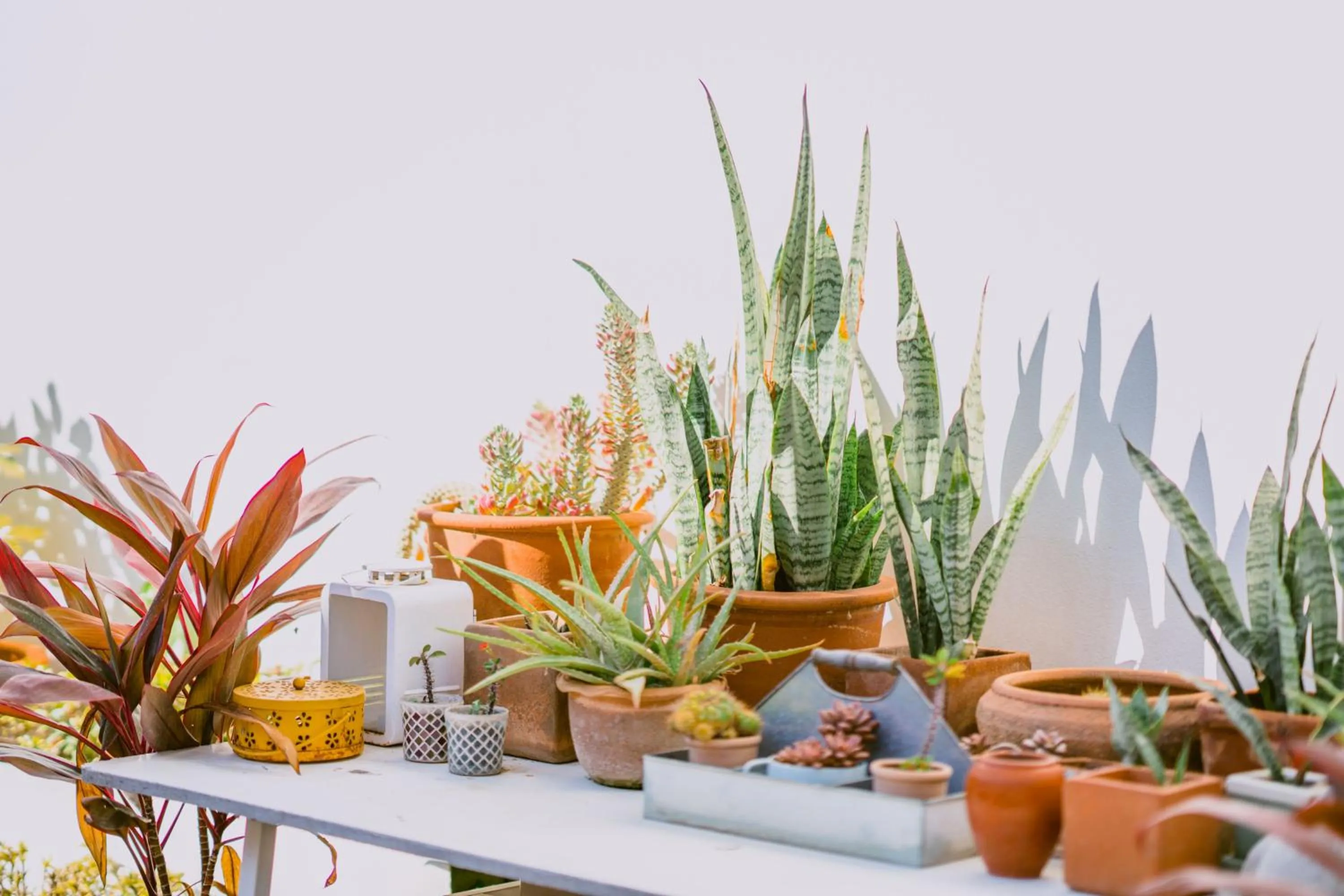 Mammoth Boutique Hotel