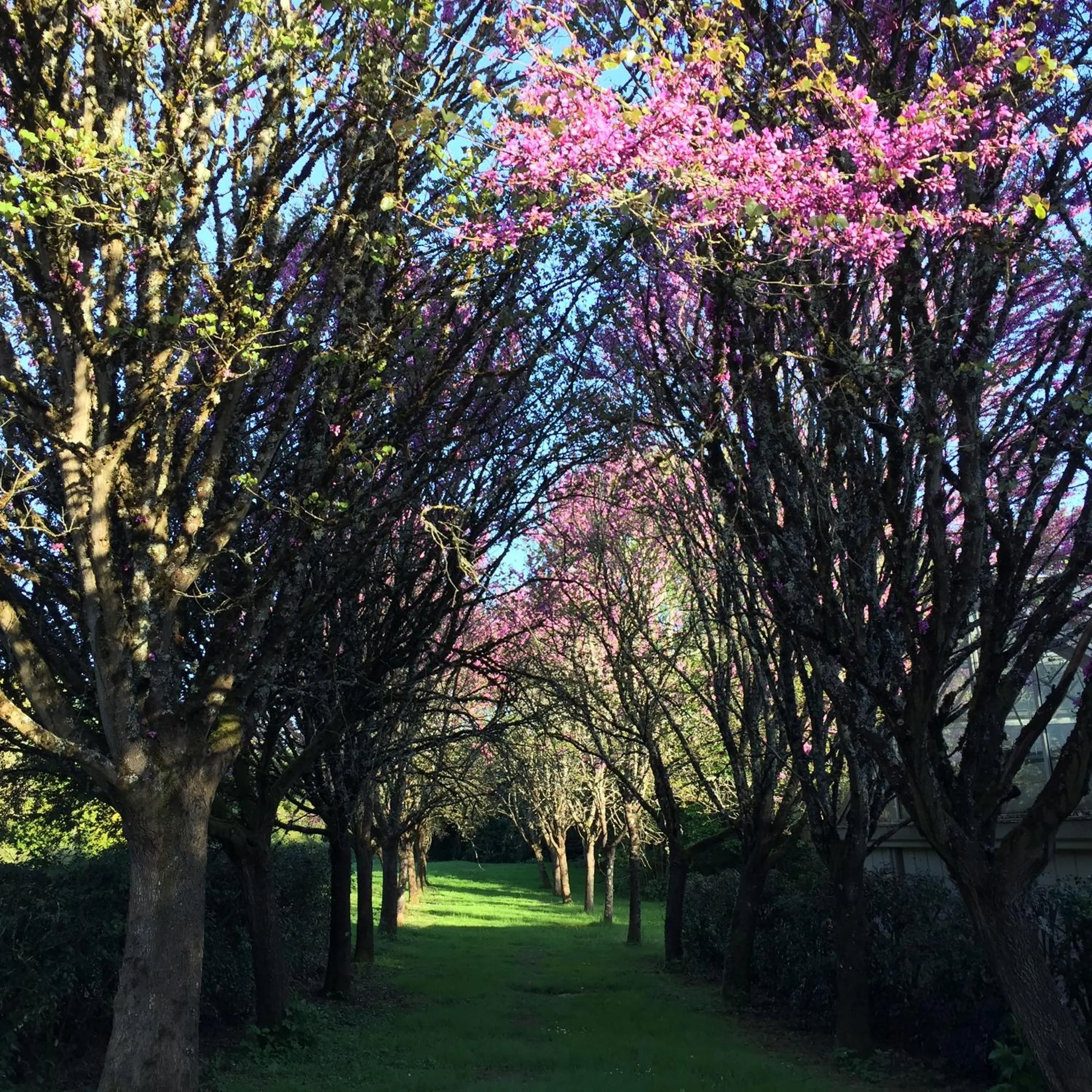 Garden in Le Belvédère