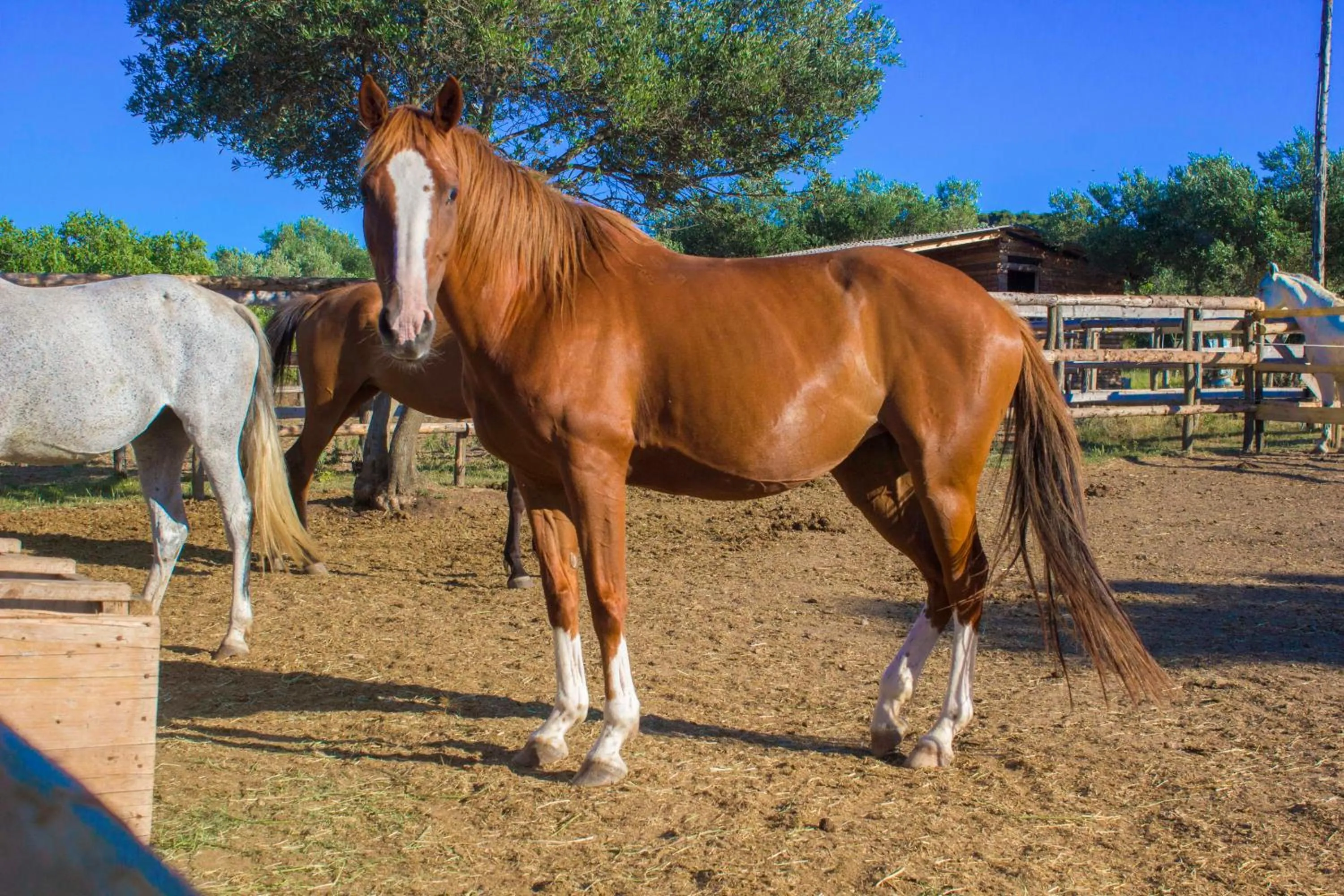 Horse-riding in Camp Rehut
