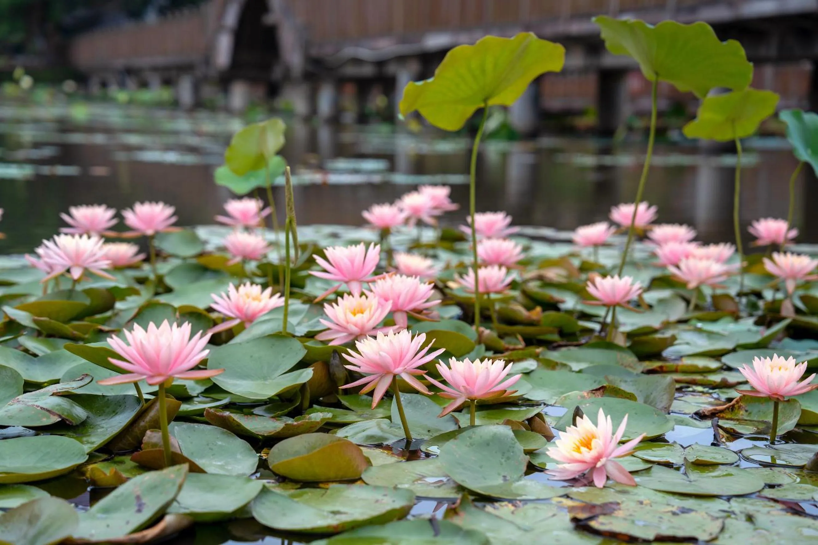 Other in Hyatt Regency Xiamen Wuyuanwan