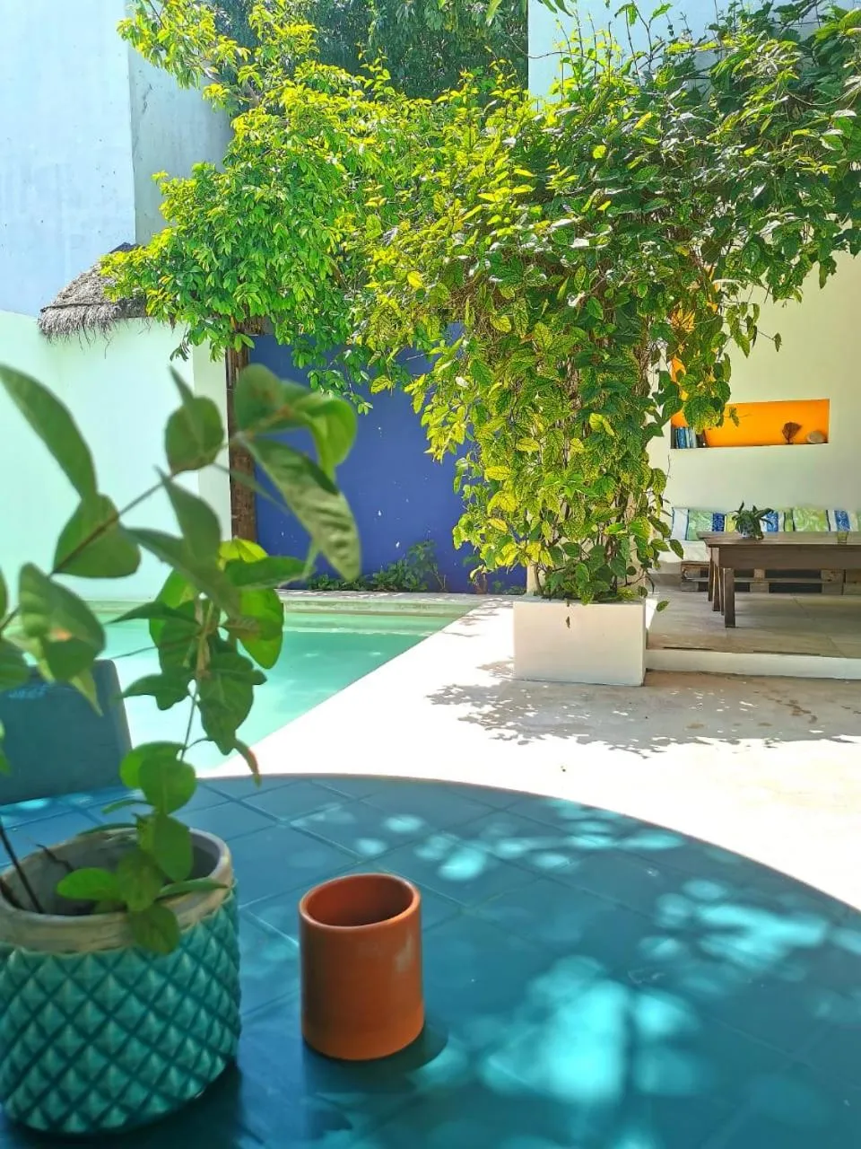 Garden view in Hostel Humanity - Puerto Morelos