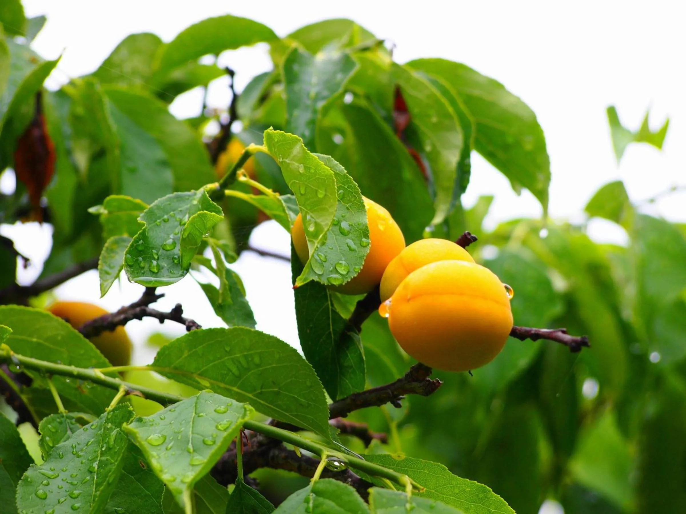 Day in Ubusuna no Sato TOMIMOTO