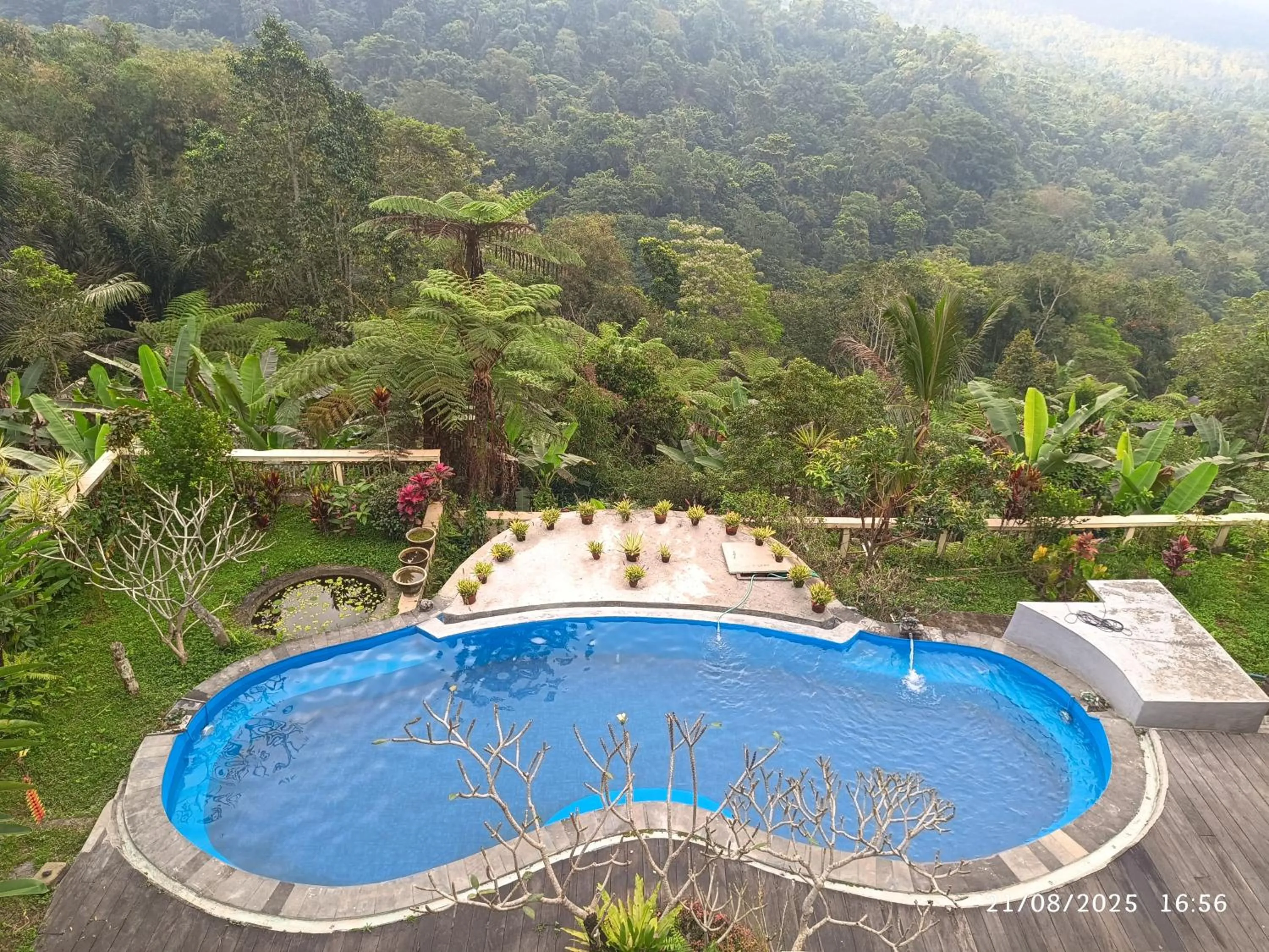 DWan Tea Mountain Side