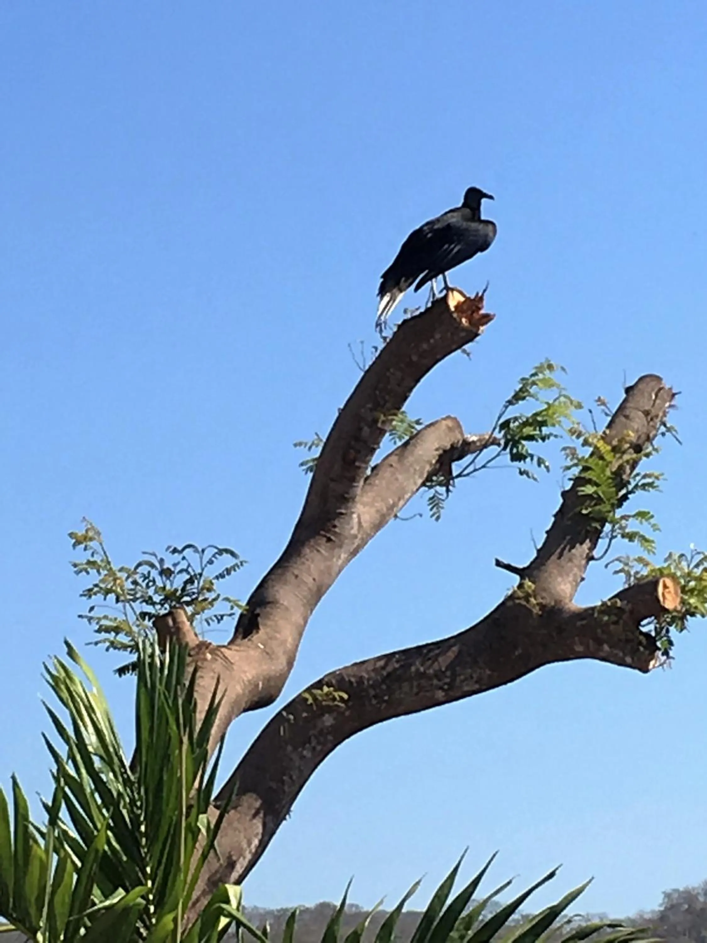 Animals in Las Perlitas Rentals Playa Samara