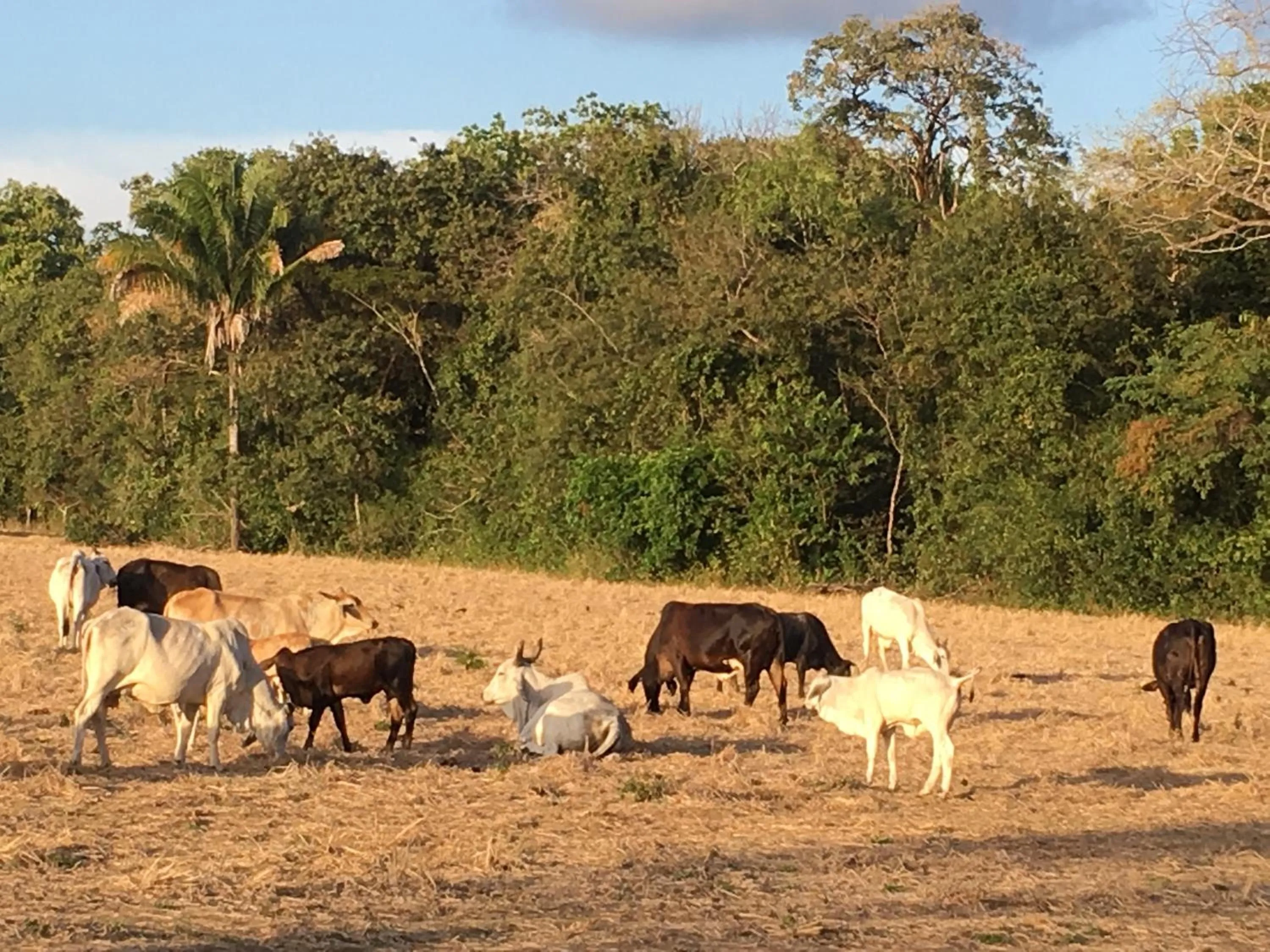 Animals in Las Perlitas Rentals Playa Samara
