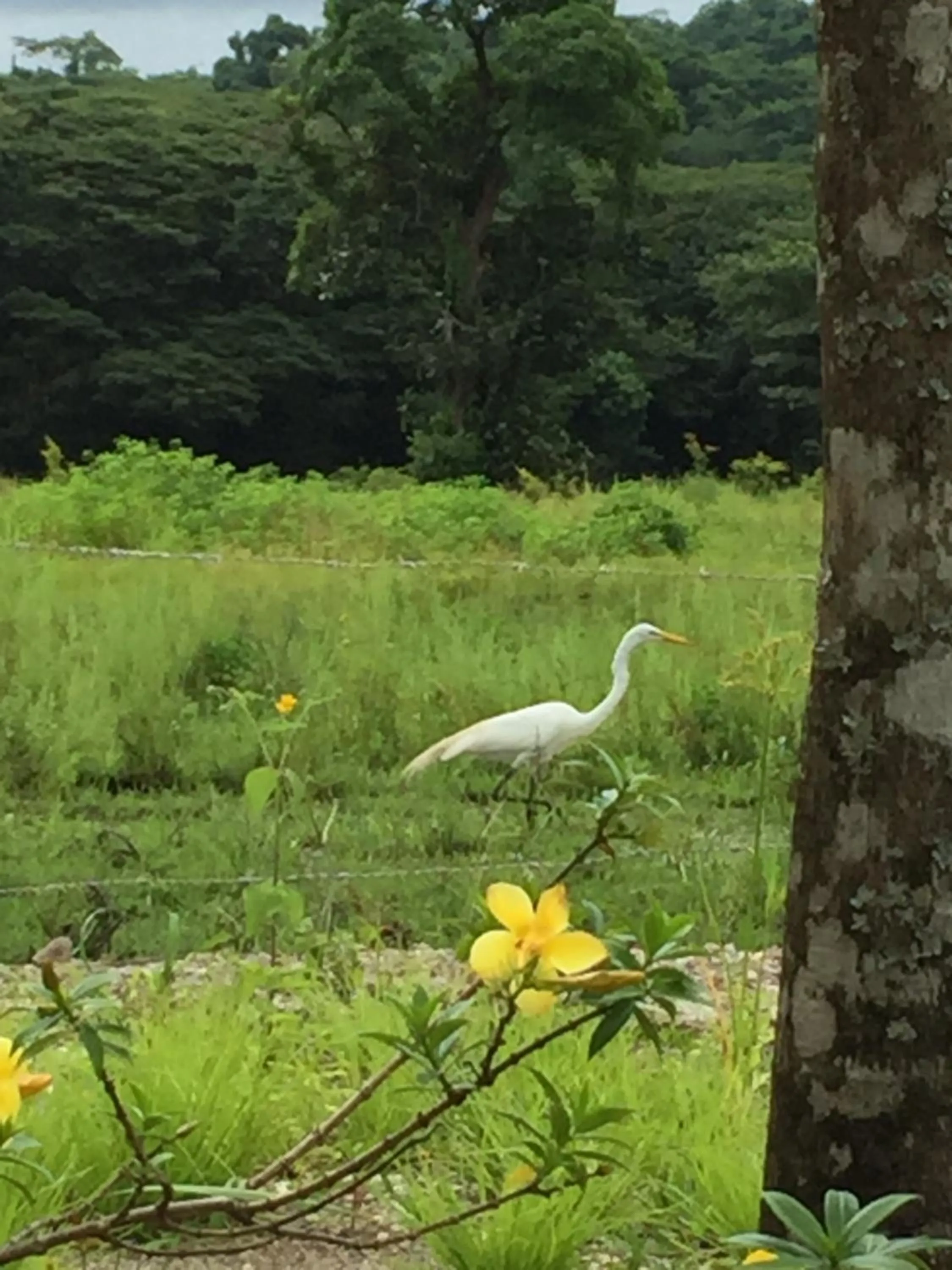 Natural landscape in Las Perlitas Rentals Playa Samara