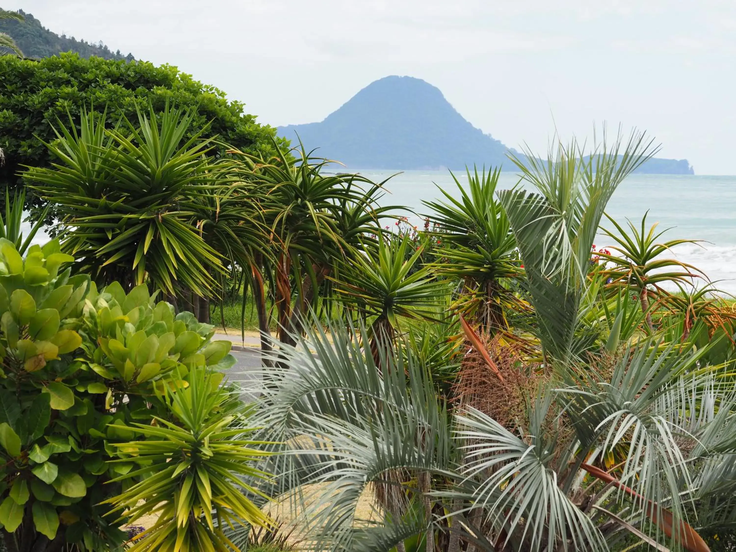 One-Bedroom Apartment - single occupancy in Ocean View One-Bedroom Apartment - single occupancy in Ocean View